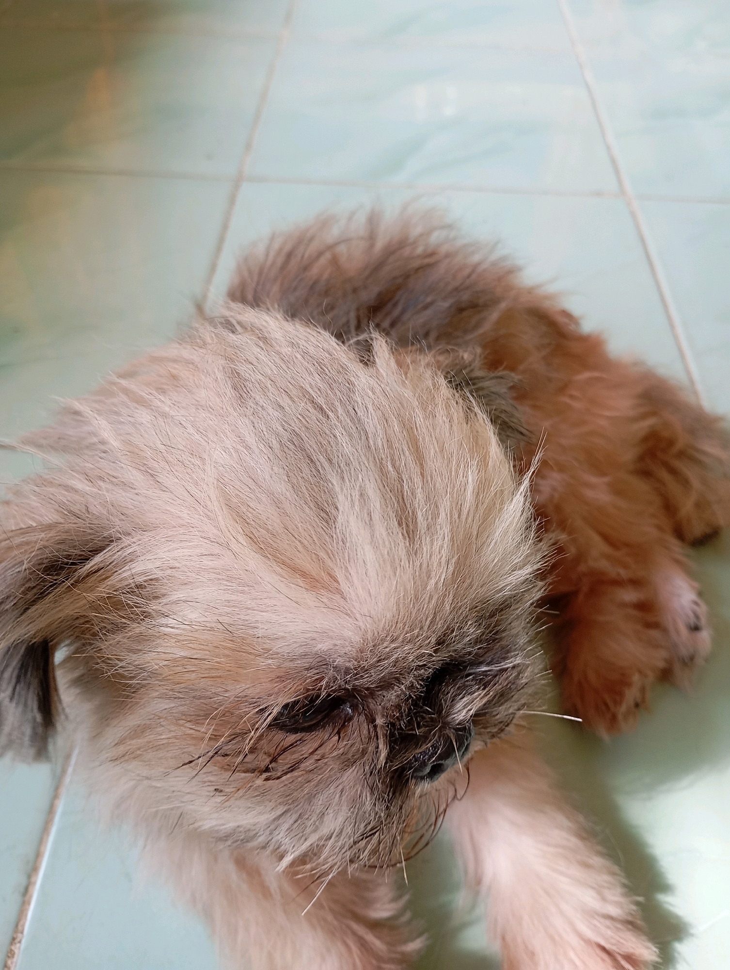 A shih tzu dog with light brown and white fur is lying on a pale green tiled floor in what appears to be a residential setting. The dog's face is close to the camera, with its eyes partially closed and its fur somewhat wet or matted around the eyes and snout. Its body extends back, showing a mix of light brown and darker brown fur. The floor tiles are arranged in a grid pattern with faint grout lines visible. There are no people or other animals present in the image. The lighting suggests an indoor environment, possibly with natural light filtering in. The scene does not contain any specific landmarks or indicators that would pinpoint its location within Balikpapan, Indonesia.