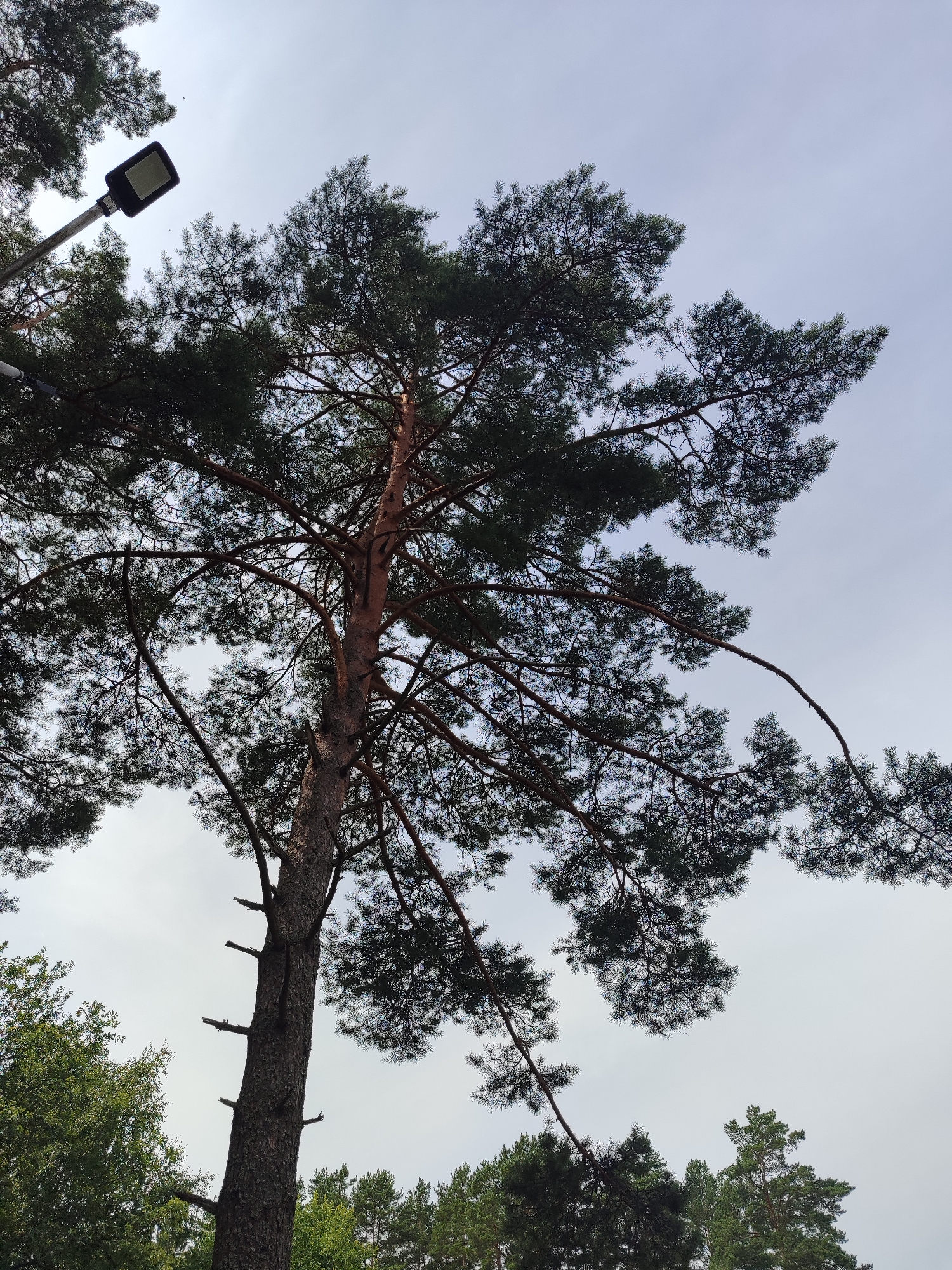 A tall pine tree dominates the frame, its textured bark rough and its branches reaching outwards, partially obscuring a pale, overcast sky. The pine needles are a dark green, creating a dense canopy. On the left side of the image, a modern, black street lamp with a rectangular head is attached to a metal pole, its light facing downwards. Below the pine tree, the tops of other green trees are visible, creating a layered effect. The scene appears to be in a natural or park-like setting, possibly on the outskirts of a city or in a suburban area. The overall impression is one of natural beauty contrasted with a man-made utility.