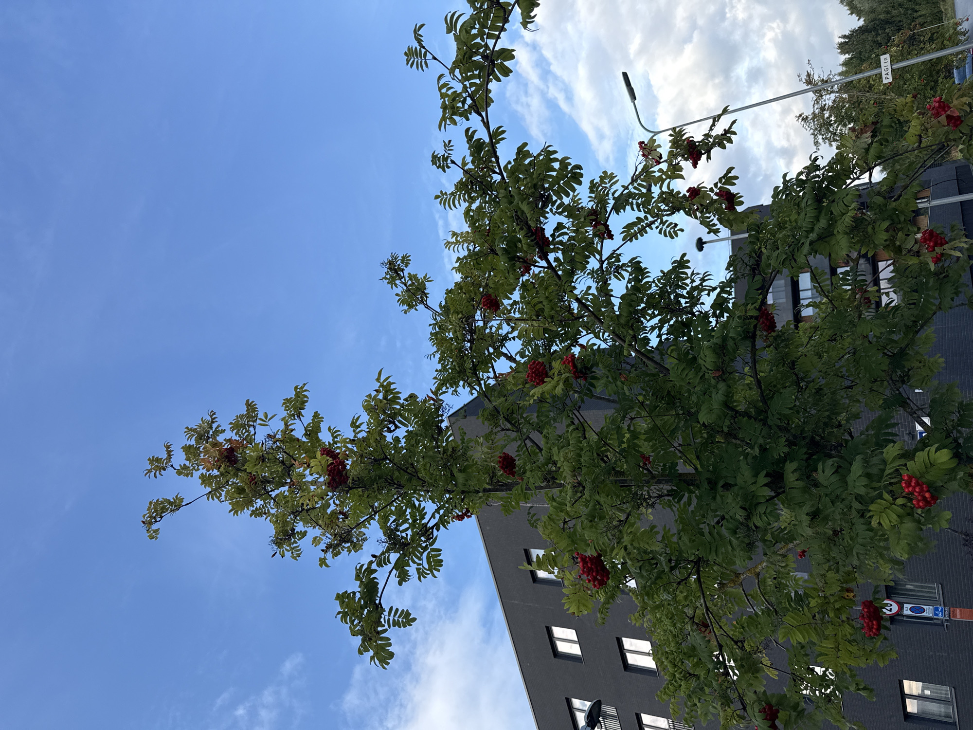 In an urban setting in Tallinn, Estonia, a rowan tree with clusters of bright red berries is in the foreground, its branches extending towards a clear blue sky dotted with wispy clouds. Behind the tree, a modern, dark grey apartment building with evenly spaced white-framed windows forms the backdrop. To the right of the tree, a tall street lamp stands, and a street sign reading "PAGI Ln" is visible further down the road, indicating a residential area. The scene appears to be an autumn day.