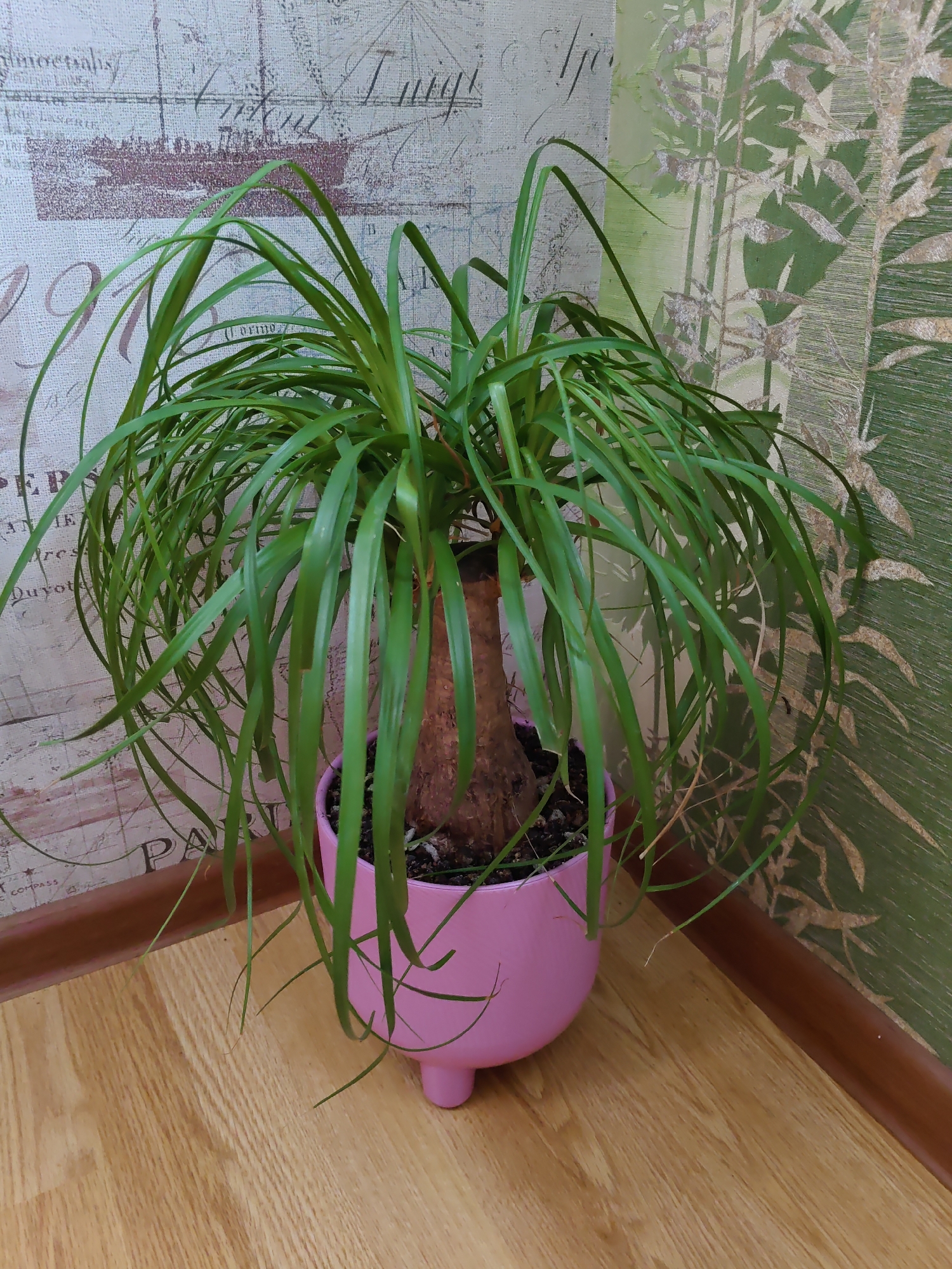 A potted plant with long, thin green leaves and a bulbous brown trunk sits in a pink ceramic pot with three small legs. The pot is placed on a light-colored wooden floor in the corner of a room. Behind the plant, the wall is covered with two different types of wallpaper: one with a faded map and script pattern, and the other with a green bamboo motif. The lighting suggests an indoor environment, possibly a home or office. There is no indication of the plant's location in Rostov-on-Don, Russia, or any other specific geographical location.