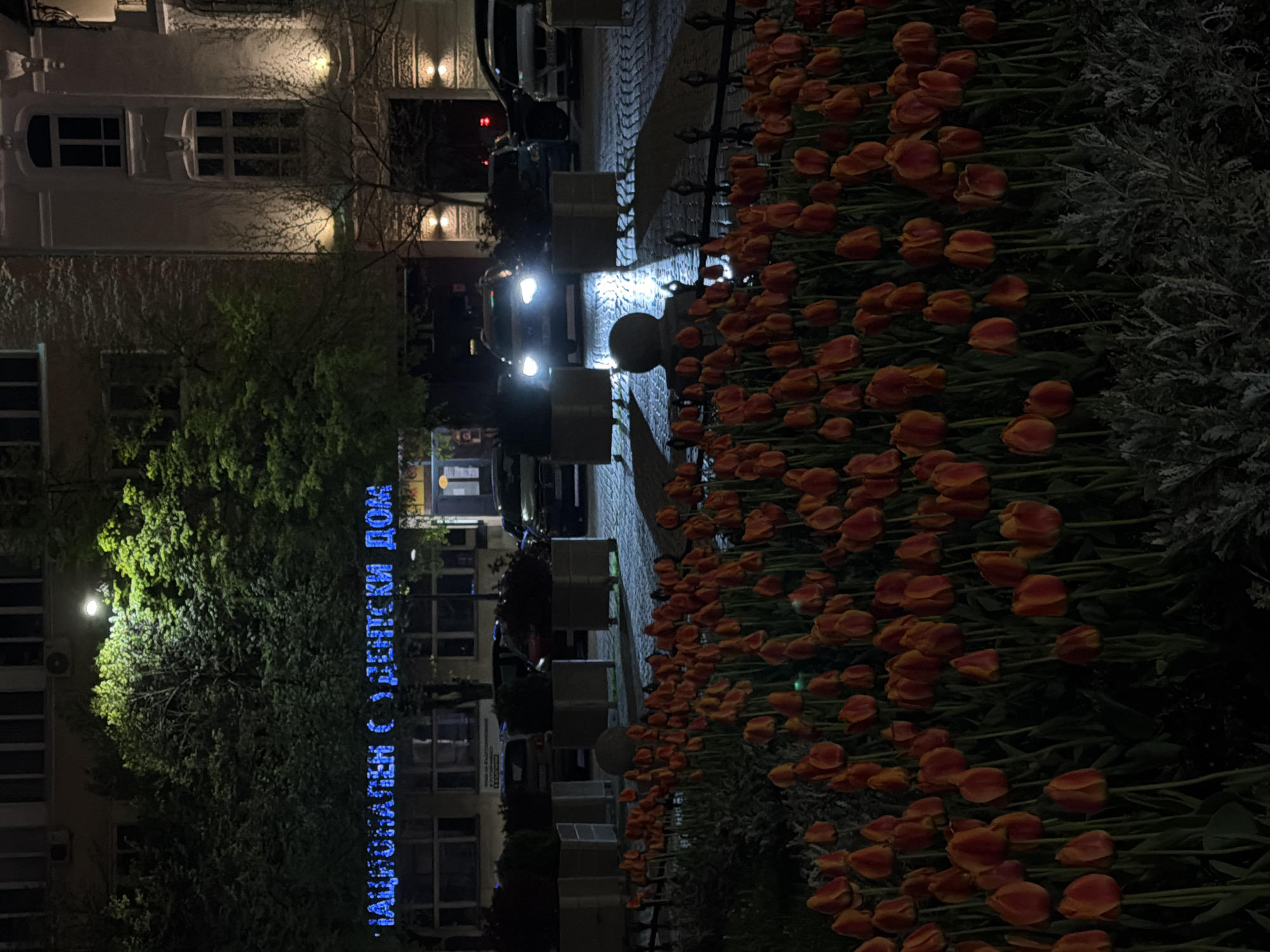 Captured at night, the image presents a scene in the city of Unknown, Unknown. A flower bed filled with orange tulips and a light gray, shrubby plant are on the right. A car is parked behind the tulips. The scene is brightly lit by the car's headlights and by overhead lighting. In the background, a multi-story building is visible, with windows illuminated. To the left of the building is a blue, vertical light display on the facade of a building. A tree separates the two buildings. The photograph suggests an urban setting at dusk or nighttime, with attention drawn to the contrast between the natural elements and the city.