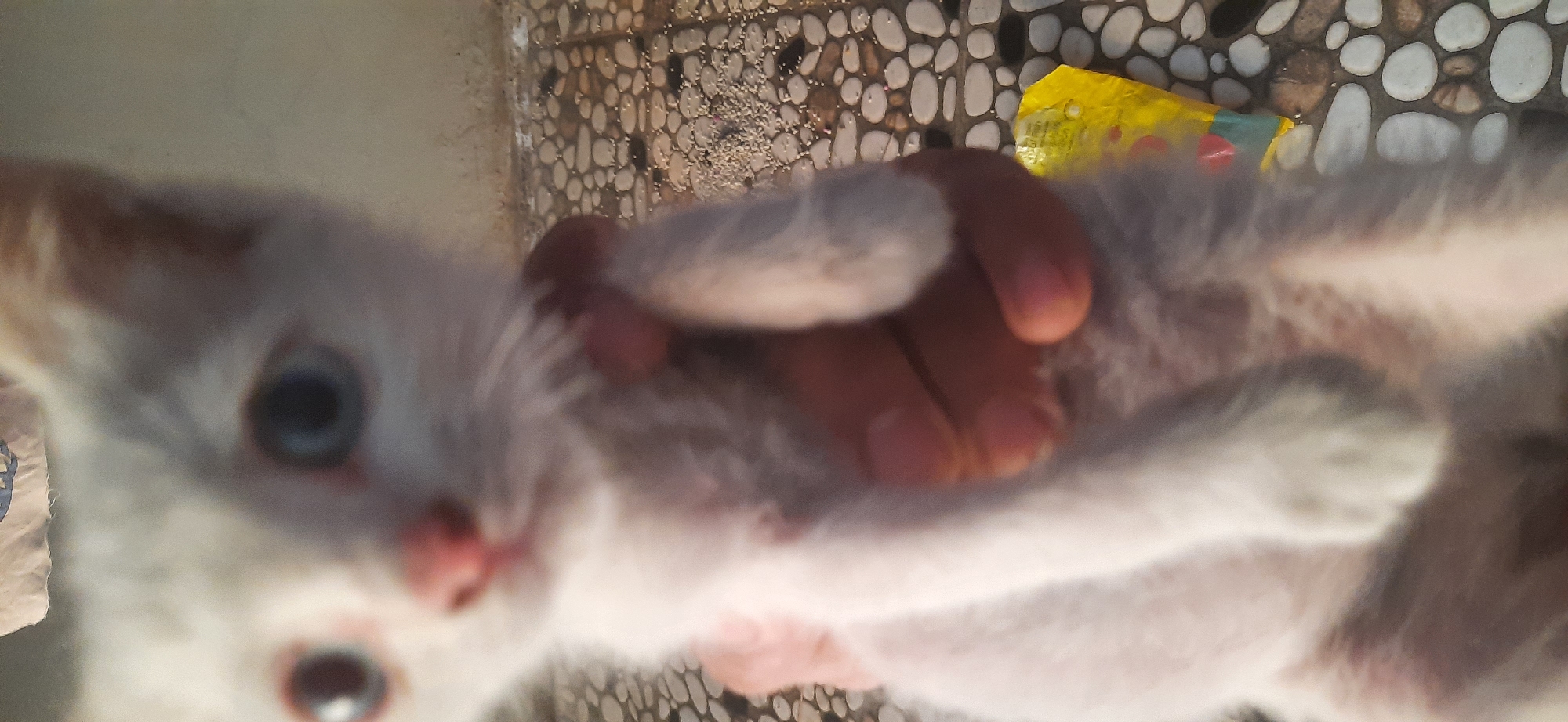 A close-up, low-resolution, and out-of-focus image shows a person's hand holding a white kitten. The kitten's face is the most visible part, with large blue eyes and a pink nose. The background is blurred but appears to be an outdoor setting with a stone-patterned ground and a yellow object. The image was taken in Cisauk, Indonesia.
