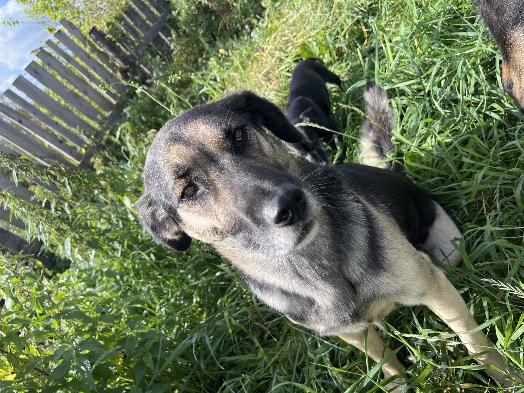 A medium-sized, mixed-breed dog with a gray and tan coat is lying down in tall green grass. Its head is turned towards the camera, with brown eyes and a black nose. Behind the larger dog, a small, dark-colored puppy is visible, also in the grass. In the background, there is a weathered wooden fence and more greenery. The scene appears to be outdoors in a rural or semi-rural setting, possibly a backyard or a field. There are no humans or buildings clearly visible. The lighting suggests it is daytime, with sunlight illuminating the scene. This location is consistent with a residential area in Nizhny Tagil, Russia.