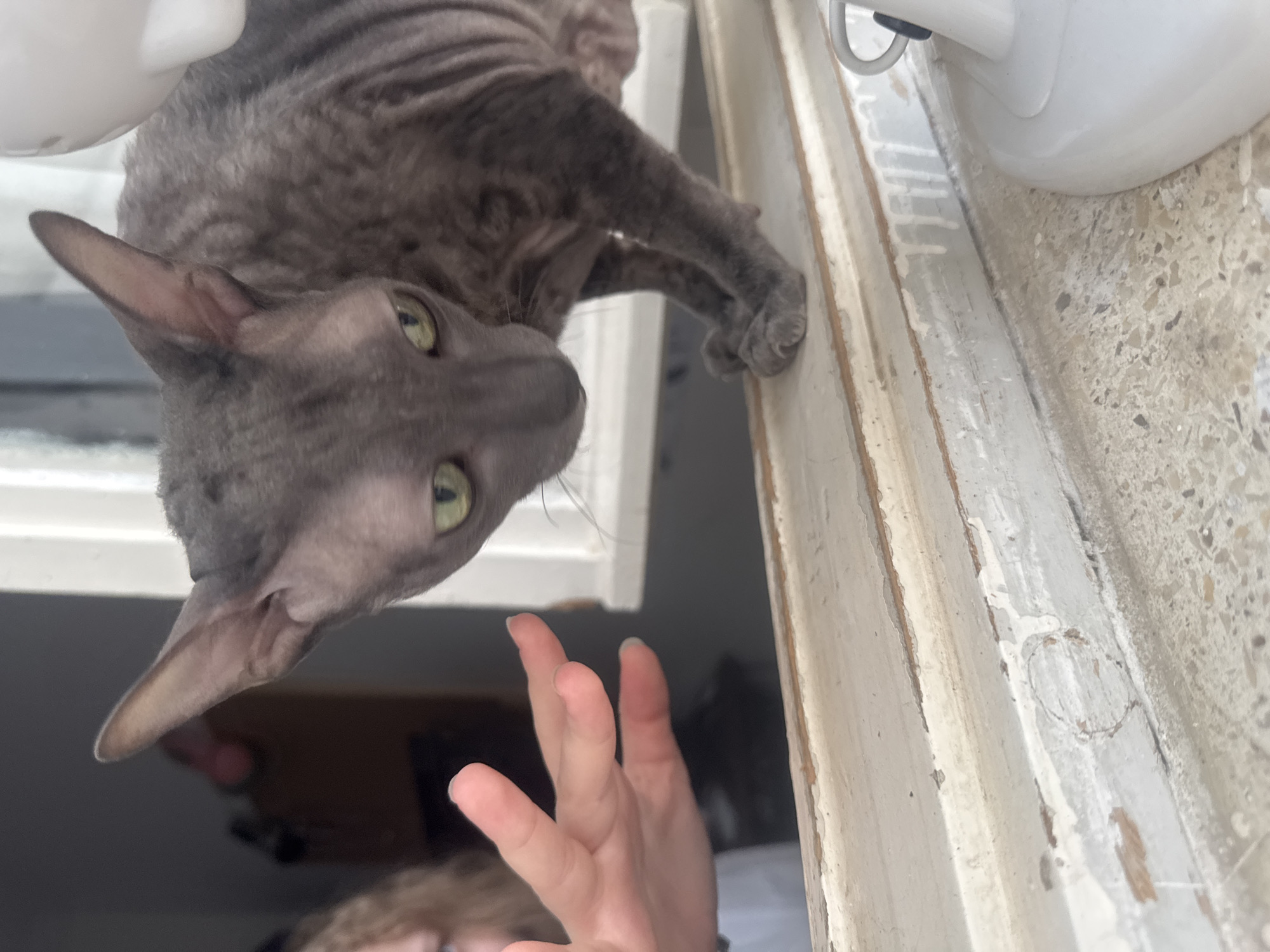 A sleek, grey, wrinkled-skinned cat with large ears and green eyes is positioned on a weathered, pale windowsill. The cat is looking down and to the left, with its front paws delicately placed on the sill. To the left of the cat, a person's hand is extended towards it, with the fingers slightly curled, appearing to reach out. In the background, a blurry interior scene is visible, suggesting an indoor environment. The windowsill itself is aged and shows signs of wear, with peeling paint and texture. The image appears to be taken indoors, likely in a residential setting. The subject of the cat and its interaction with the hand are the primary focus. The cat's breed is a Sphynx or a Cornish Rex, identifiable by its distinctive fur pattern and skin.