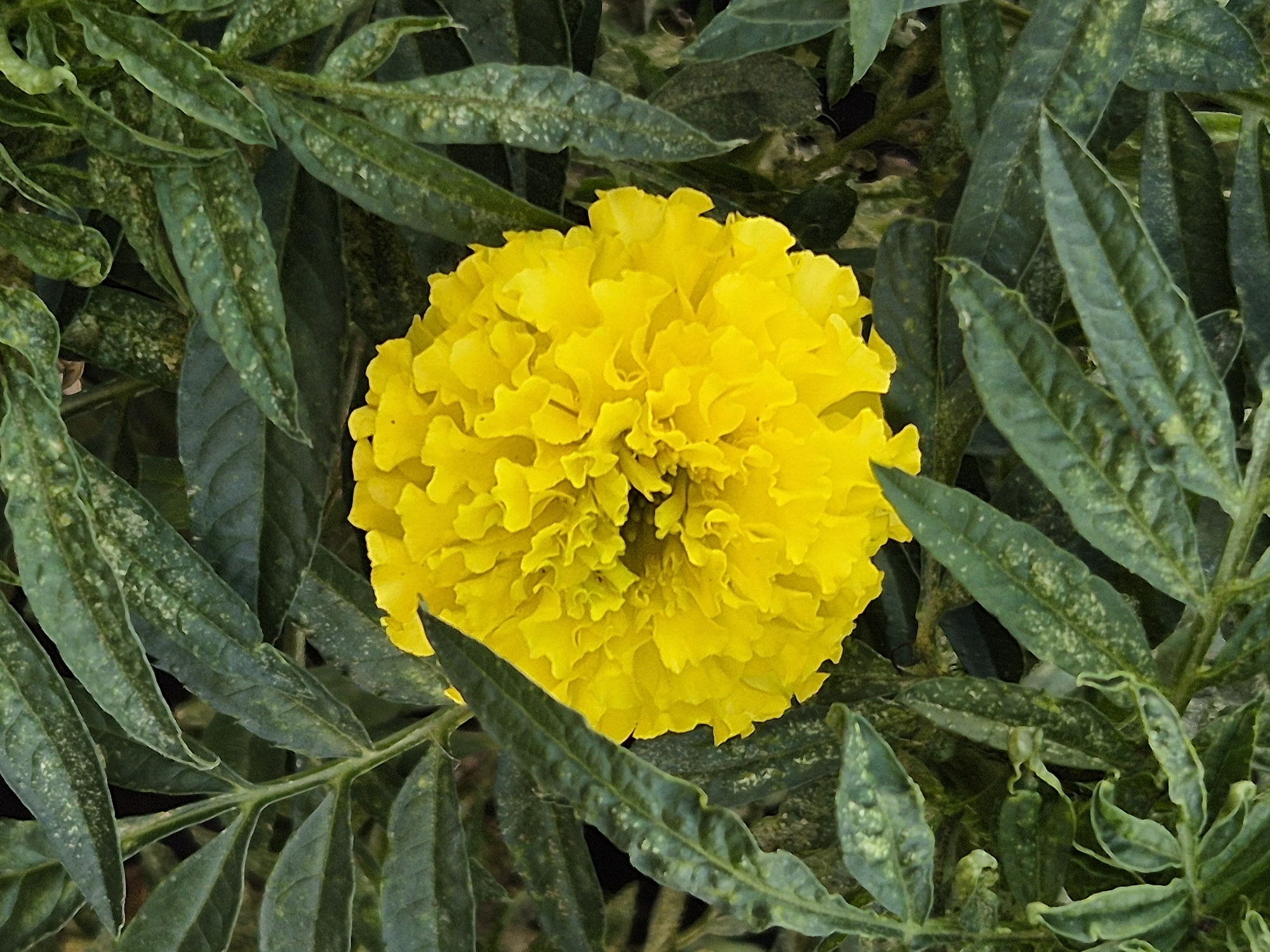 A bright yellow marigold flower is centrally located in the image, surrounded by dark green leaves. The leaves have a slightly textured surface and appear to be part of a plant growing outdoors. The background is blurred, suggesting a shallow depth of field. There are no people, animals, or man-made structures visible in the image. The scene is a close-up view of a blooming flower in its natural foliage. The location in Kokshetau, Kazakhstan, is not discernible from the visual information provided in the image.