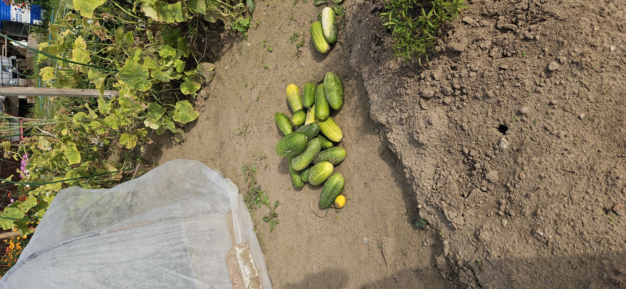 A pile of freshly harvested cucumbers lies on the ground in an outdoor garden. The cucumbers are a mix of green and yellow, with some appearing larger and more mature than others. Behind the cucumbers, a row of cucumber plants is visible, with some bearing yellowing leaves. To the left, a white plastic sheeting covers what appears to be a raised garden bed. The ground is dry and sandy, with patches of grass and weeds growing throughout. The scene suggests a rural or suburban setting, possibly a private garden or a small farm. There is no indication of the specific city of Мазалаўскі сельскі Савет, Belarus.