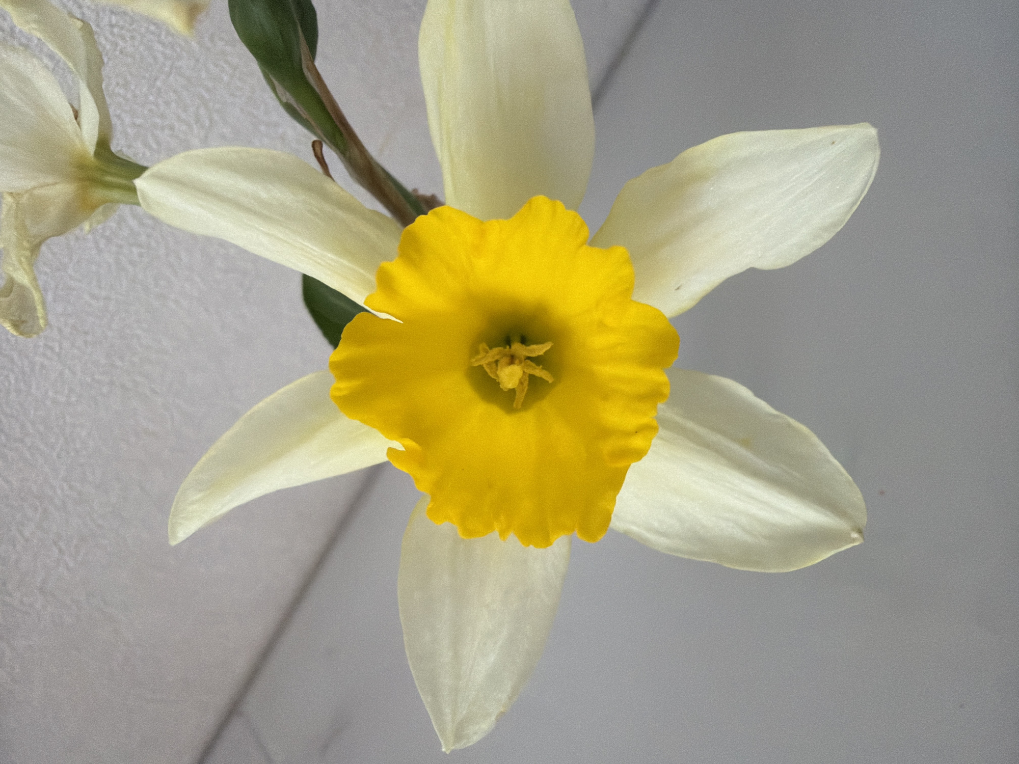 A close-up shot shows a daffodil flower with white petals and a bright yellow trumpet. Another flower, partially out of focus and slightly wilted, is visible in the upper left corner. Green stem and leaves are visible behind the central flower. The background is a plain, light gray surface. The location of the image is unavailable.
