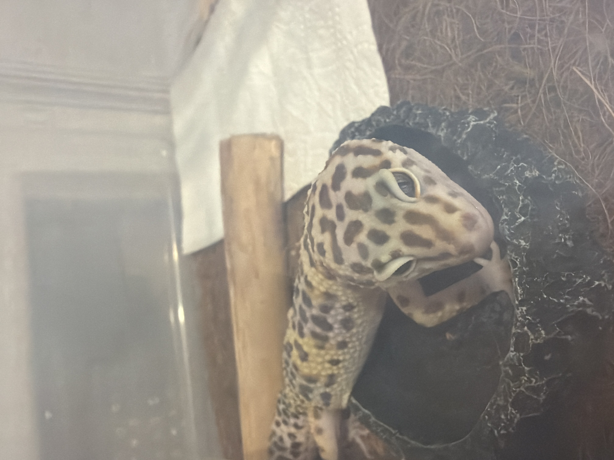 A leopard gecko is visible in the image. It is tan with dark spots and is positioned near a dark, rocky-looking object. A piece of wood is also present, possibly part of its enclosure. The environment appears to be an indoor terrarium or tank. There is no evidence or information in the image to indicate that this is in Izhevsk, Russia.