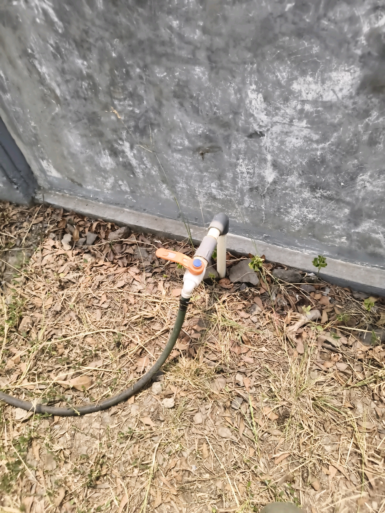 The image depicts a close-up of a water spigot and hose on the ground next to a textured, gray concrete wall. The spigot is white with an orange handle and a blue knob. A black hose extends from the spigot and snakes across dry grass and fallen leaves. The environment appears to be an outdoor area, possibly in Pulosampel, Indonesia, given the dry vegetation and the construction of the wall. There are no people visible in the image.