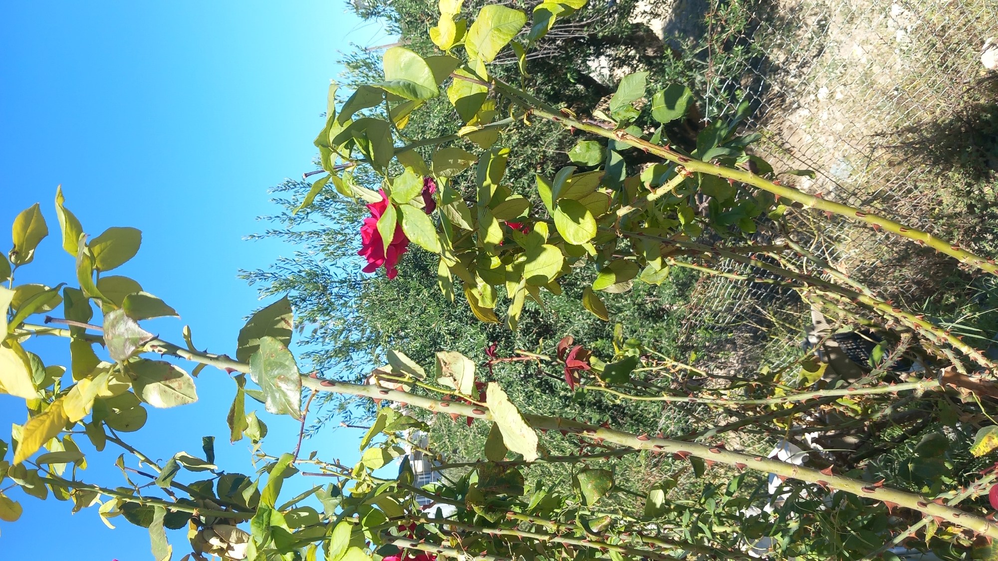 A close-up, low-angle shot focuses on the thorny stems and green leaves of a rose bush under a clear blue sky. A single, vibrant red rose bloom is visible towards the upper right of the frame, its petals slightly unfurled. Behind the rose bush, a dense backdrop of green foliage from other plants and trees can be seen, along with a chain-link fence. The ground is covered in dry grass and a scattering of small rocks, suggesting an outdoor, possibly rural or semi-rural environment. There are no people or animals present in the image. The scene appears to be located in Platani, Greece.