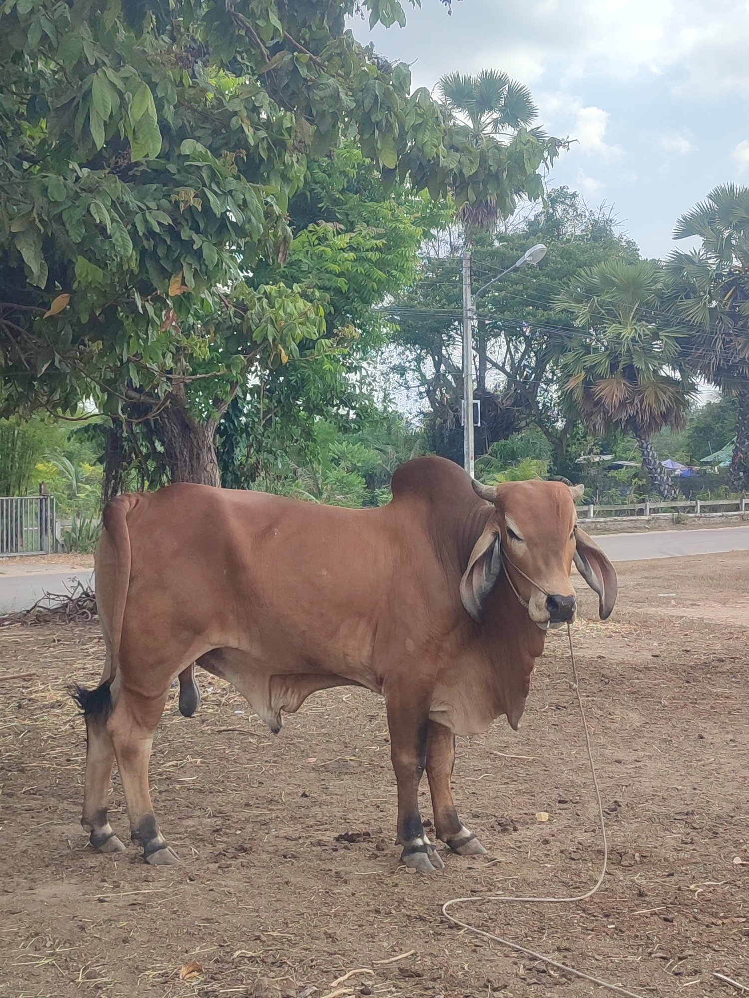 A brown bull stands in a dirt patch. The bull has short horns and large, floppy ears. A rope is tied around its nose and dangles to the ground. The bull is in front of lush green foliage and trees. A road is visible in the background, and a light post is seen behind the trees. The location is near Muang Pattaya, Thailand, as palm trees and vegetation indicate a tropical climate.