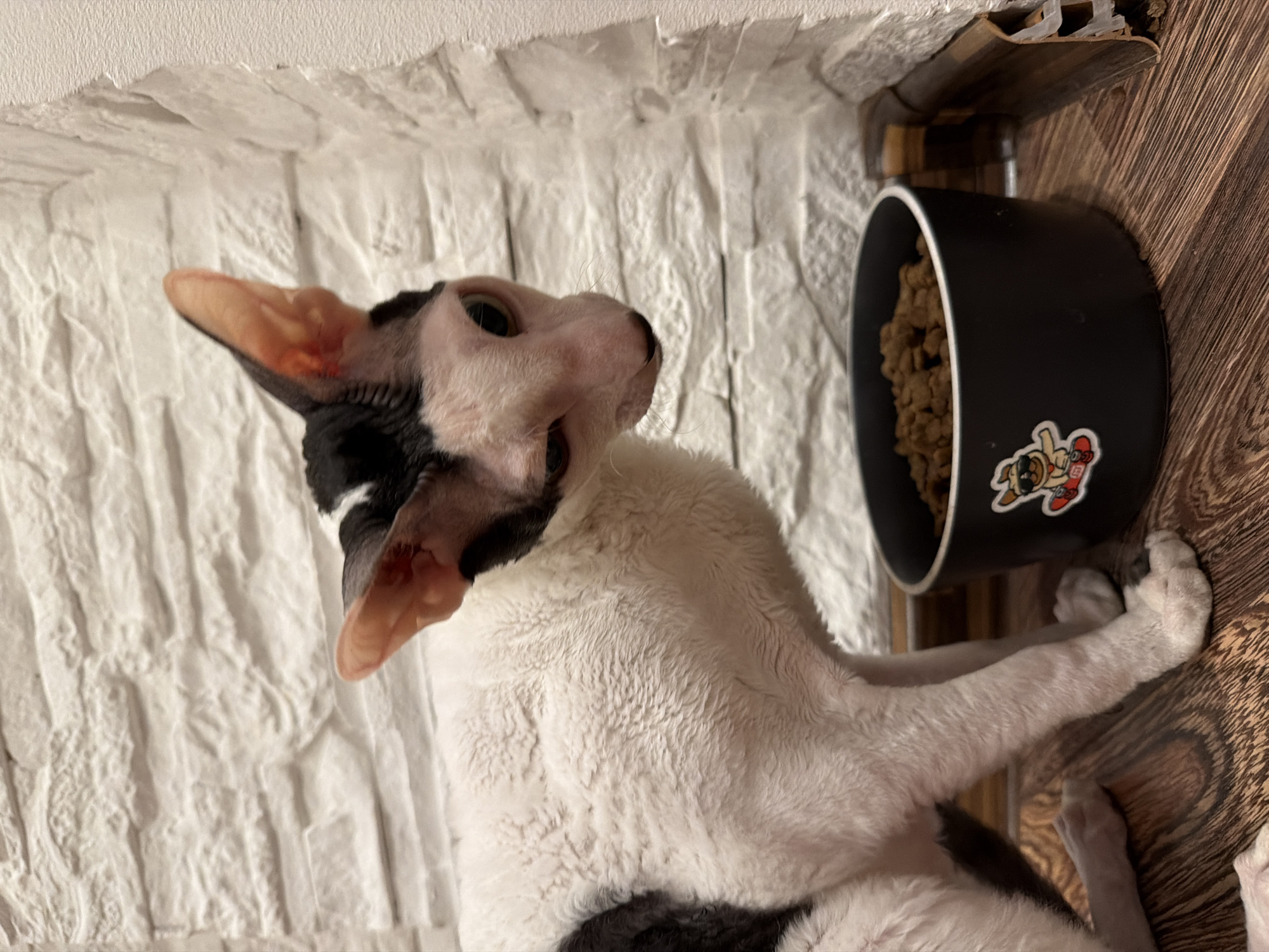A black and white Cornish Rex cat with large ears and a wrinkled face is standing next to a black food bowl filled with kibble. The cat is looking down and to the right. The background is a white textured wall. The floor is made of dark wood. A sticker of a dog on a skateboard is on the food bowl. There is no information to determine the location in the city of Yekaterinburg, Russia.