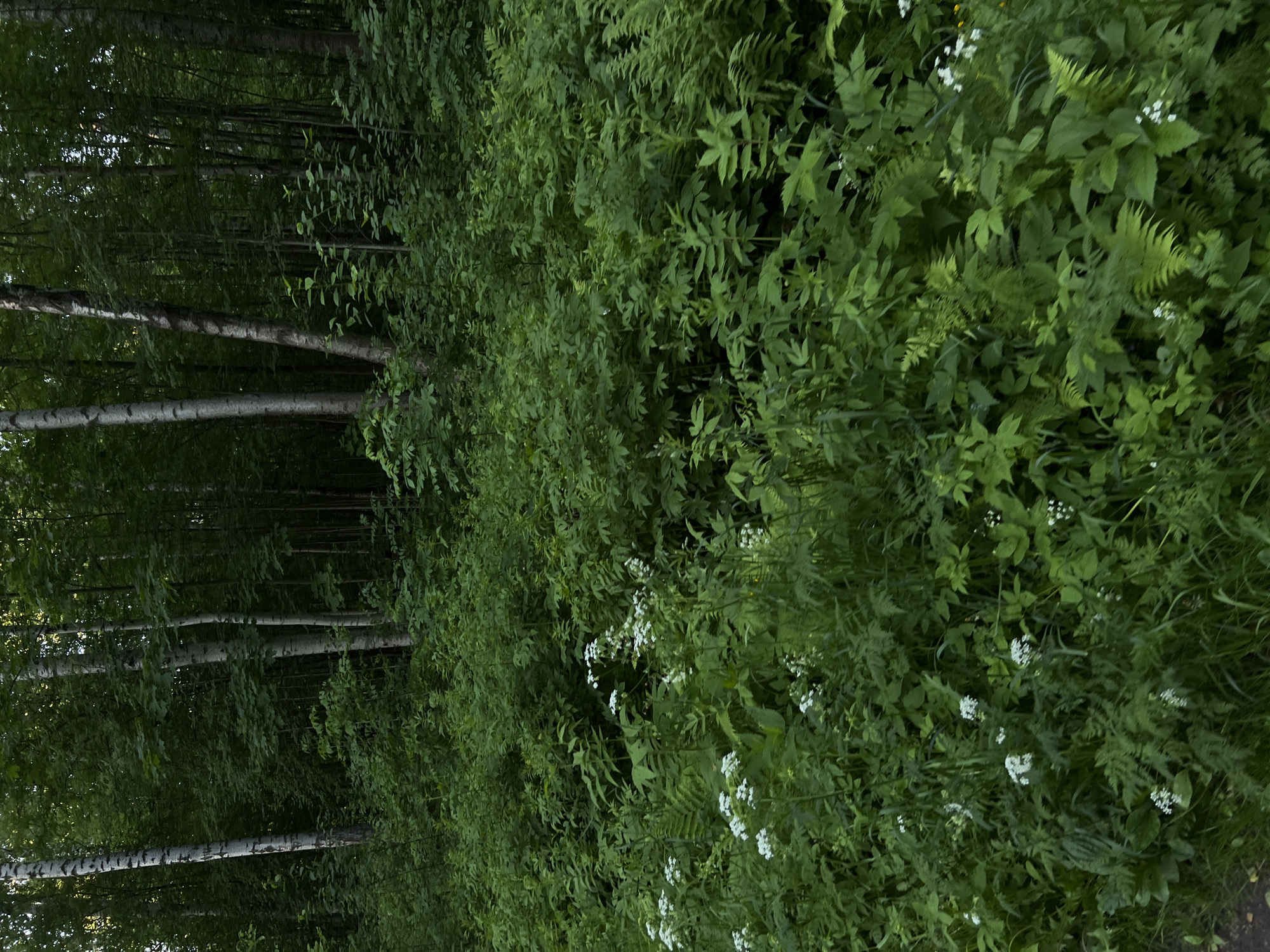 A dense, verdant forest scene is depicted, consistent with natural landscapes in or around Saint Petersburg, Russia. The background features a multitude of tall, slender trees, notably several birches identifiable by their pale, mottled bark, interspersed with other deciduous trees with darker trunks. Their crowns form a thick, dark green canopy that filters the natural light, casting the scene in subdued illumination.
The midground and foreground are dominated by an extremely lush and diverse undergrowth. This dense carpet of vegetation includes various broad-leaved herbaceous plants, numerous ferns with their characteristic fronds, and scattered clusters of small white flowers, some forming umbel-like inflorescences. The foliage throughout the lower portion of the image is a vibrant, deep green, almost entirely obscuring the ground. No human presence, structures, or artificial objects are visible within the frame, emphasizing the natural, untamed character of the woodland.