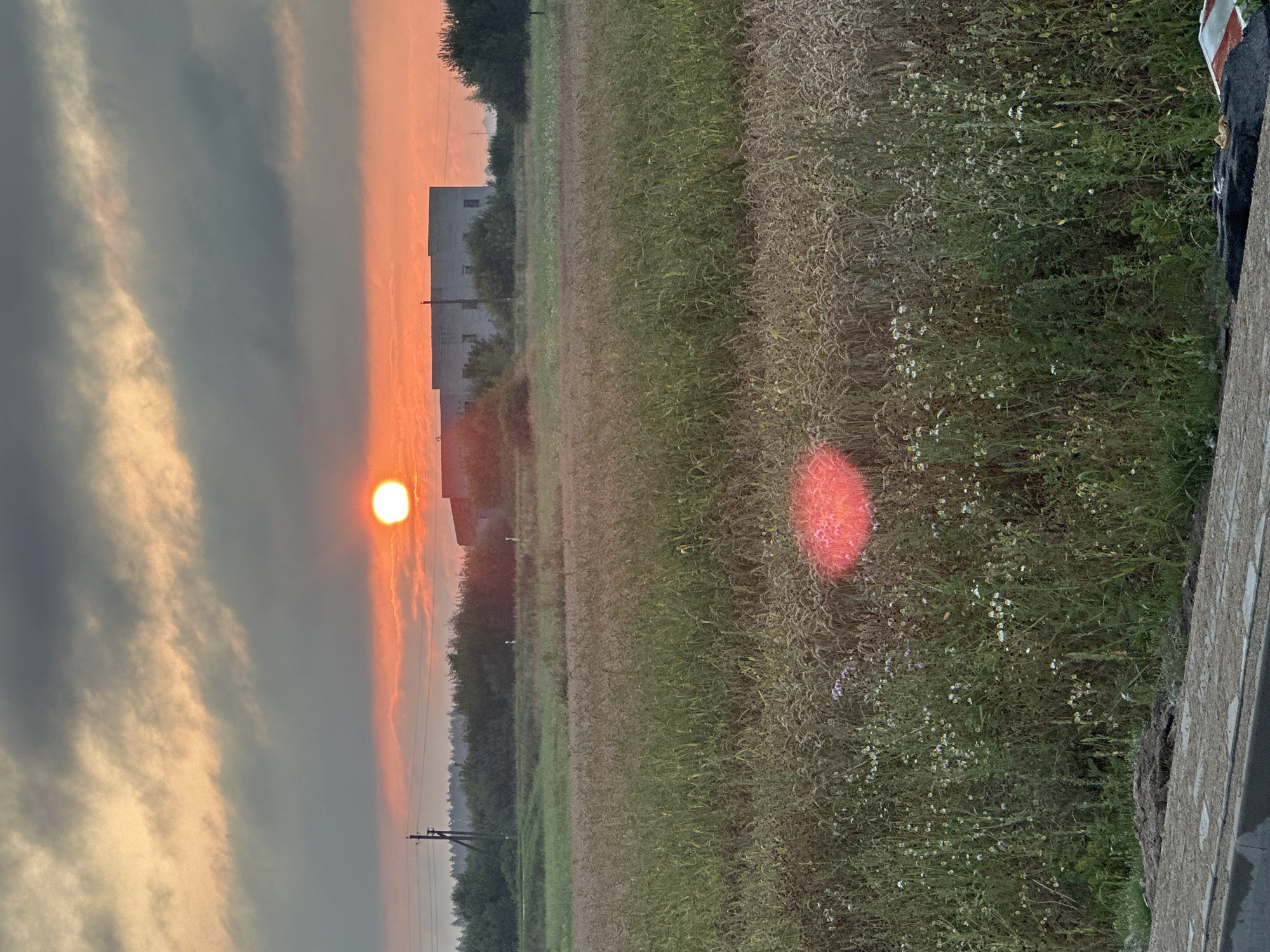 The image captures a natural scene at sunset in Paltiškiai, Lithuania. The sky is filled with dramatic clouds, with the sun casting a warm, orange glow. The sun itself appears as a bright, circular orb. In the middle ground, there's a large, rectangular building with multiple windows, possibly an industrial or agricultural facility. This structure is surrounded by a dense line of trees. In the foreground, a field of tall grass and wildflowers stretches out, with a prominent red lens flare shimmering in the lower half of the image. A paved surface, possibly a road or pathway, runs along the bottom of the frame, with some debris scattered on it. The overall impression is one of a rural landscape at dusk.