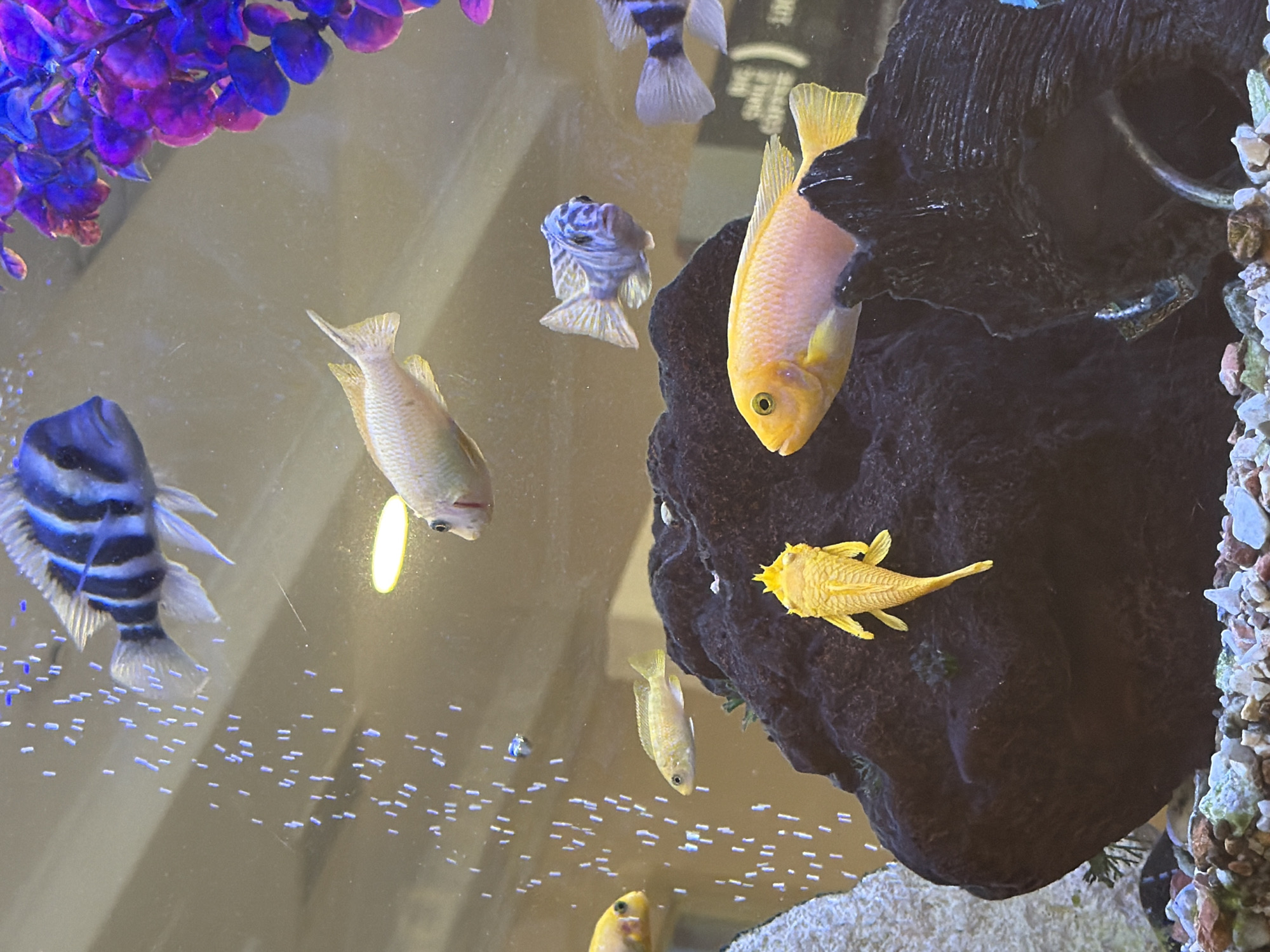 A freshwater aquarium is depicted, containing several fish. In the foreground, a yellow plecostomus is positioned on a dark, textured rock. To the right of the plecostomus, a pale orange and yellow fish swims horizontally. Above these, a light-colored fish with yellow fins is swimming. Further back and to the left, a fish with blue and white stripes is visible, and another fish with blue and white horizontal stripes is to the right. Near the top left, a fish with prominent black and blue stripes swims downwards. The aquarium also contains a purple artificial plant on the right and numerous air bubbles rising from the bottom. The substrate is composed of small, multi-colored pebbles. A yellow circular object, possibly a light source or food dispenser, is suspended in the water. The background appears to be a neutral, light-colored wall. There are no people or any indications of the city of Tbilisi, Georgia.