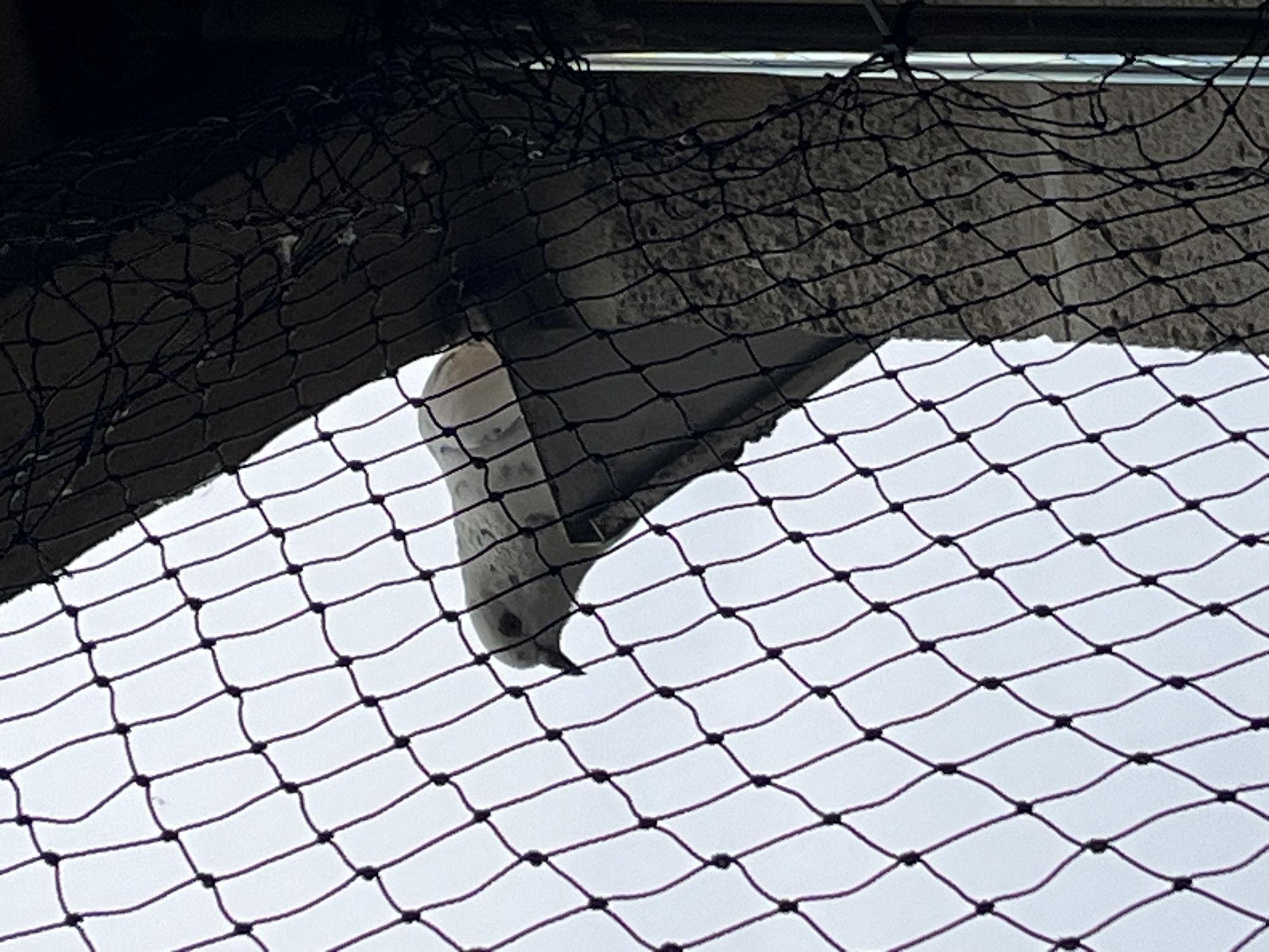 A white bird with grey markings on its head and wings is perched on a textured, stone-like surface behind a black net. The bird is facing left and is partially obscured by the net, which has a diamond-shaped mesh pattern. The background is a pale, overcast sky. The scene appears to be outdoors, possibly on a balcony or ledge, with a concrete structure visible. The context of Fresnes, France, is not visually discernible from the image itself, but implies an urban or suburban setting within that locality.