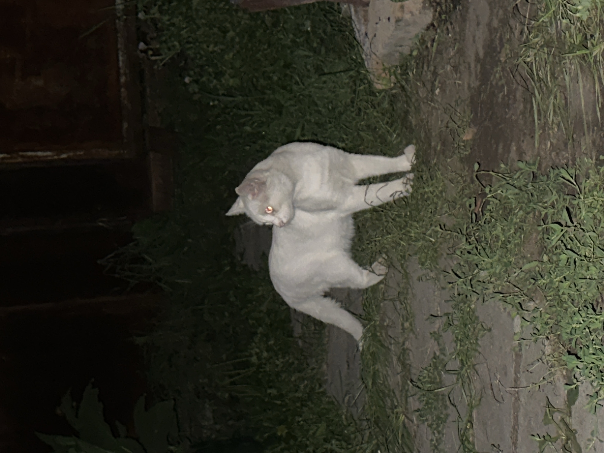 A white cat with orange eyes stands on a dirt and grass path at night. The cat is facing to the left of the frame, with its head turned to look over its left shoulder. The cat's body is mostly white, with some faint reddish-orange hues visible on its ears. The background is dark and out of focus, with some hints of green foliage and a dark, textured surface that could be a fence or wall. The lighting suggests the use of a flash or other light source directed at the cat. The scene appears to be outdoors, possibly in a backyard or alleyway. The image was taken in Biysk, Russia.