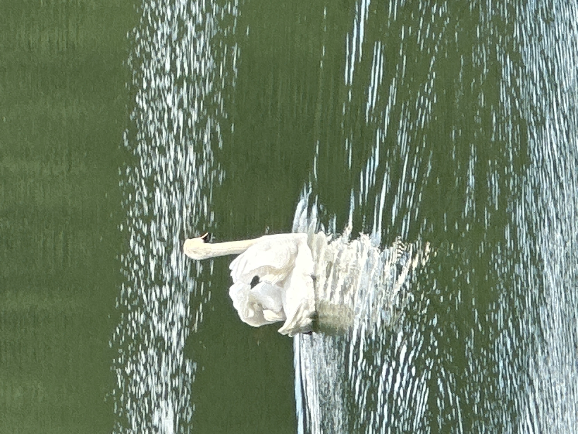 A white swan glides through dark green water. The swan is facing right, its neck curved, and it appears to be preening or adjusting its feathers. Ripples of white light reflect off the water's surface, creating a textured appearance. The background is a solid expanse of green, suggesting a calm lake or pond. The lighting is diffuse, indicating an overcast day or the shade of trees. There are no visible buildings or city elements.