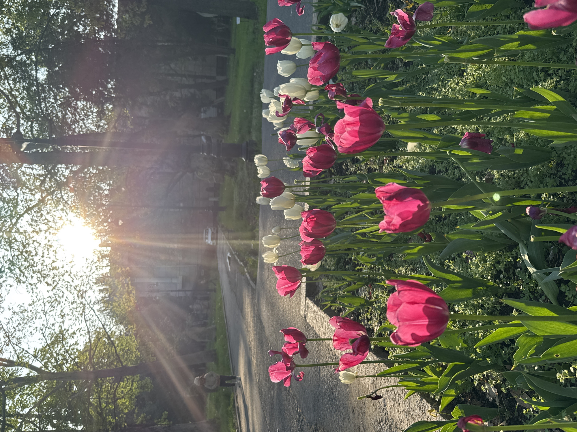 The image shows a flower bed with red and white tulips bordering a sidewalk in Bishkek City, Kyrgyzstan. The sun is low in the sky, casting long rays of light through the trees. A person wearing a hat is walking along the sidewalk away from the viewer. A vehicle is parked on the side of the road. The lighting suggests it is either sunrise or sunset.