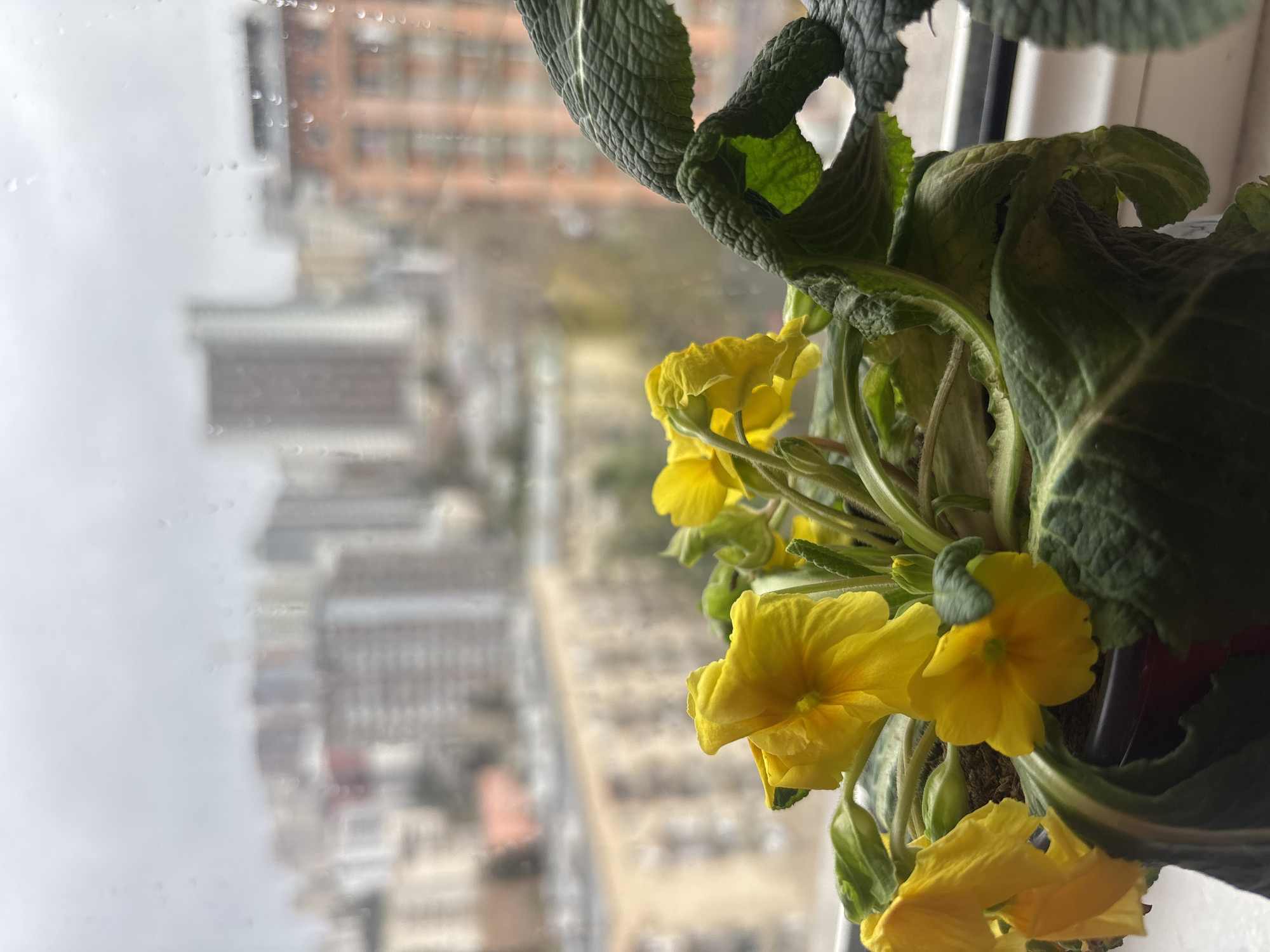 A medium-shot image displays a yellow flower plant against a blurred cityscape backdrop, seen through a window streaked with raindrops. The plant, positioned in the right half of the frame, features multiple bright yellow flowers and green leaves. The background shows indistinct buildings, suggesting an urban setting. The presence of raindrops on the window implies rainy weather. The location is Tbilisi, Georgia, based on the architectural style and general urban layout visible in the background. The scene suggests an interior setting with a view of the city during inclement weather.