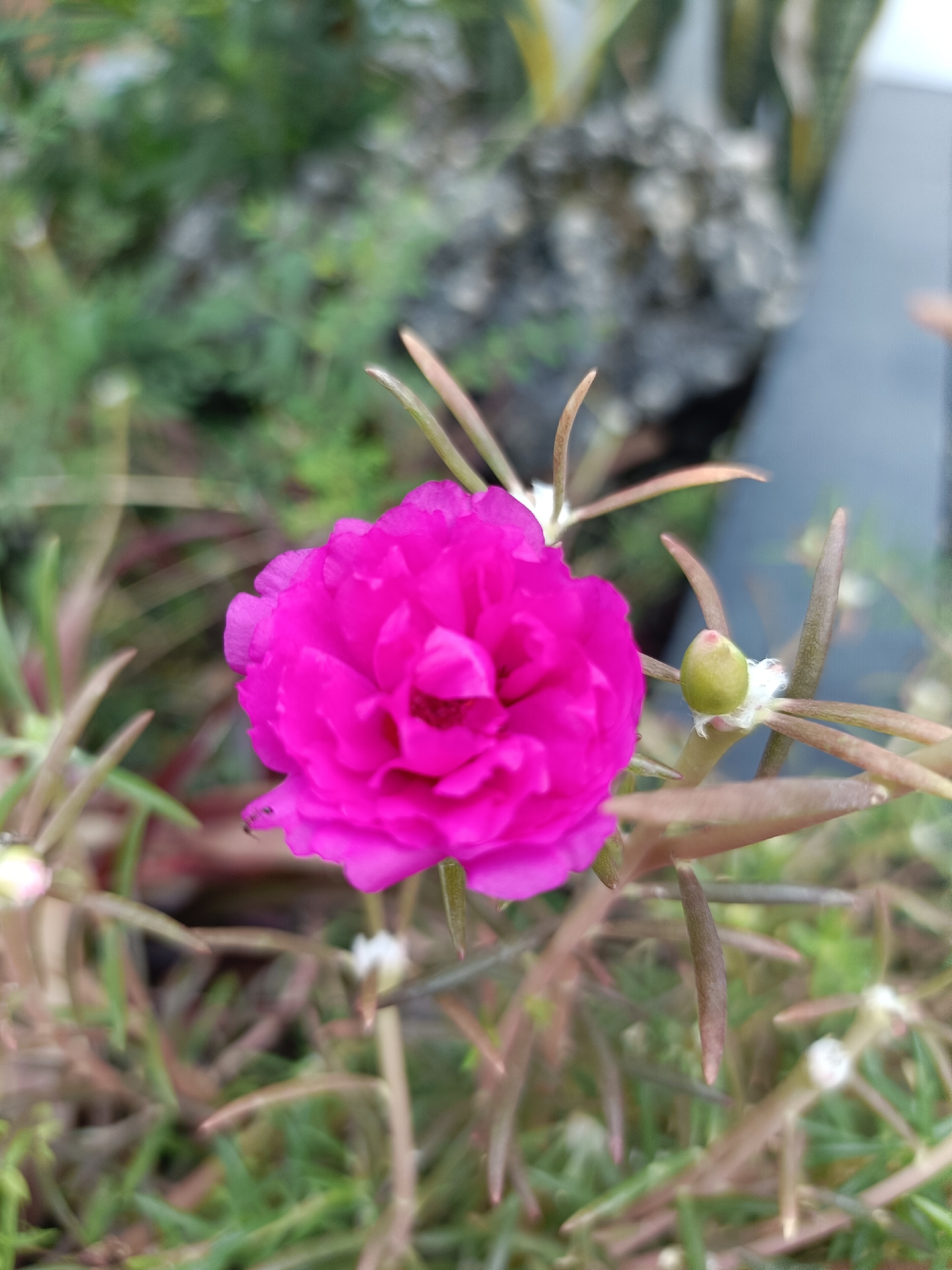 In Kediri City, Indonesia, a vibrant pink moss rose (Portulaca grandiflora) bloom dominates the foreground of this close-up outdoor photograph. The flower, with its densely packed, ruffled petals, is the central subject, its fuchsia hue vividly contrasting with the muted green and brown tones of its surroundings. To the right of the bloom, a small, green bud, topped with fine white hairs, is partially visible, indicating ongoing growth.
The plant's succulent, reddish-brown stems and narrow, pointed leaves are also in sharp focus, fanning out from the base of the flower. Several of these stems feature small, underdeveloped buds, some tipped with white fuzz, suggesting a profusion of future blooms. A tiny black ant is perched on the edge of one of the pink petals, a detail that adds a sense of scale and life to the composition.
The background is softly blurred, creating a bokeh effect that emphasizes the detail of the flower. This background consists of a mixture of green foliage, hints of what appear to be rocks or larger plant structures, and a dark, indistinct gray area, possibly a wall or container. The lighting suggests it is daytime, with soft, diffused light illuminating the scene, highlighting the textures and colors of the flower and its plant. The overall impression is one of natural beauty and delicate growth in a garden setting within Kediri City.