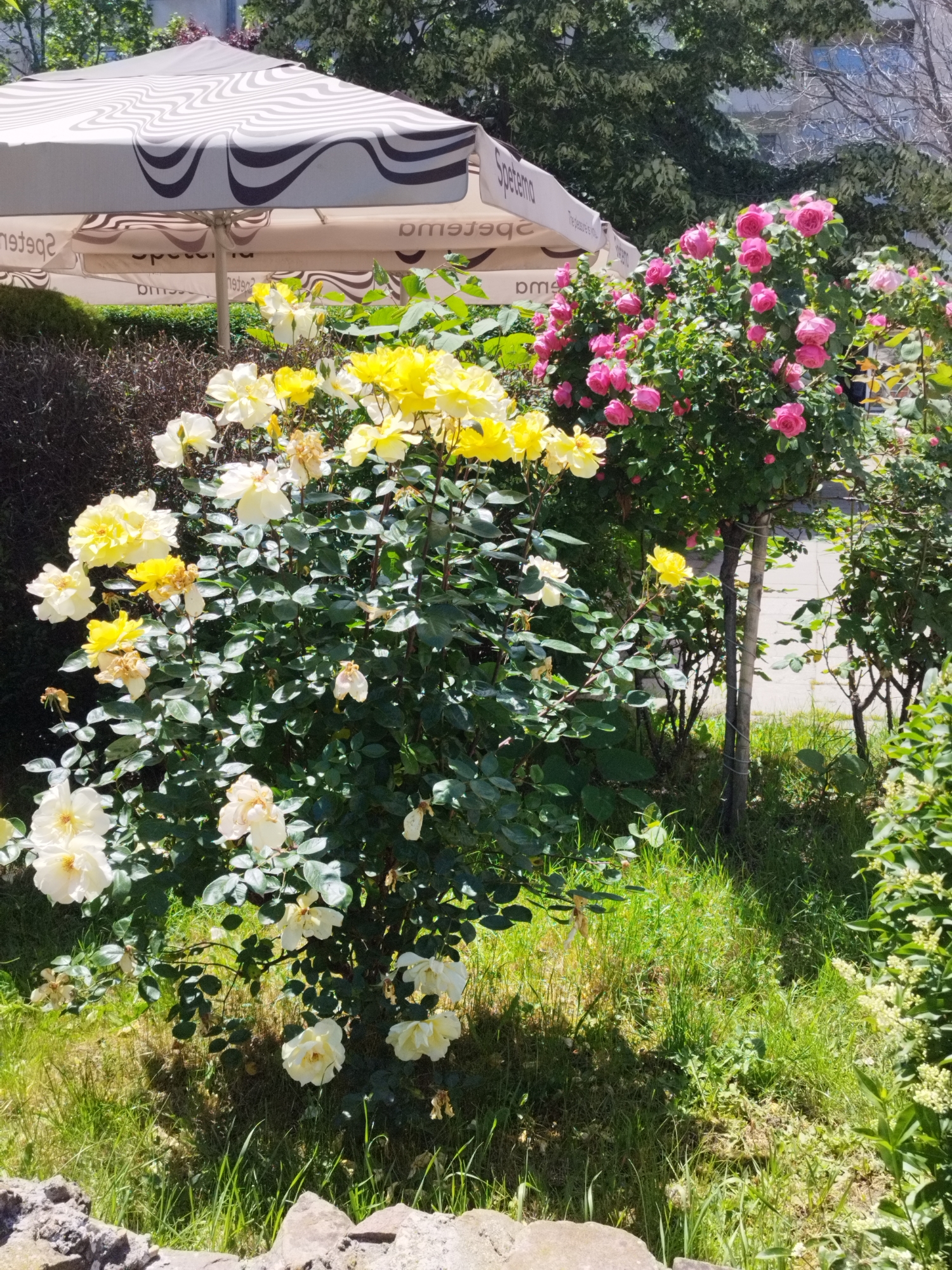 The image shows a garden in Sofia, Bulgaria. There are flowering bushes with yellow, white, and pink roses, with a grey stone structure in the bottom left corner. Behind the roses, there is a light grey-and-dark-grey striped parasol with the word "Spetemo" printed on it. There is a dark bush behind the yellow rose bushes. Behind that, there is foliage and trees. The background features trees and a building. The grass and garden are well-maintained.