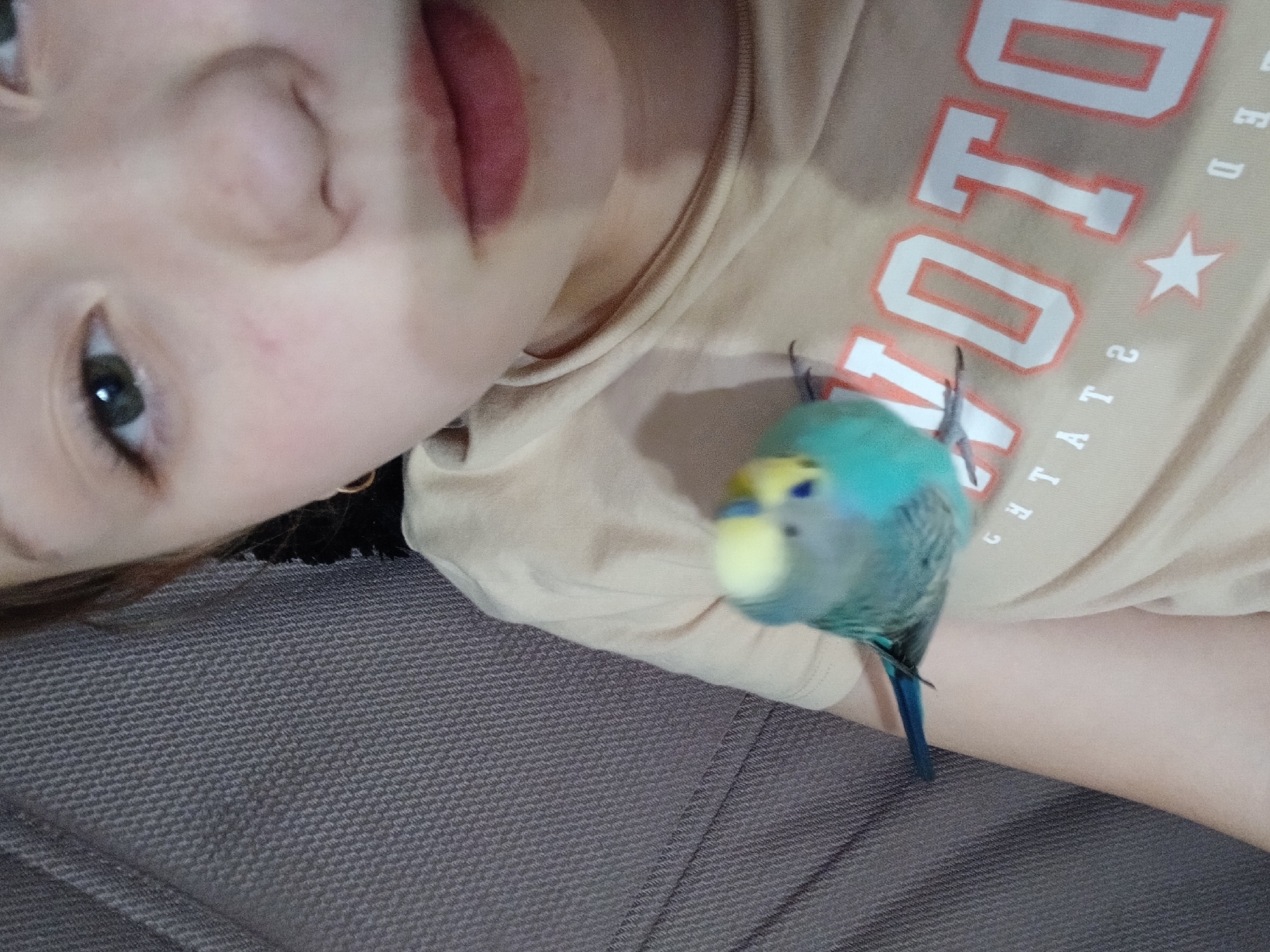 A person is lying down, looking at the camera with a blue and yellow budgie perched on their upper torso. The person's face is partially visible, with an eye, nose, and mouth in view. They are wearing a beige shirt with orange and white lettering that appears to say "MOTOTO". The budgie is facing forward. The person is lying on a gray textured surface. The location is not specified.