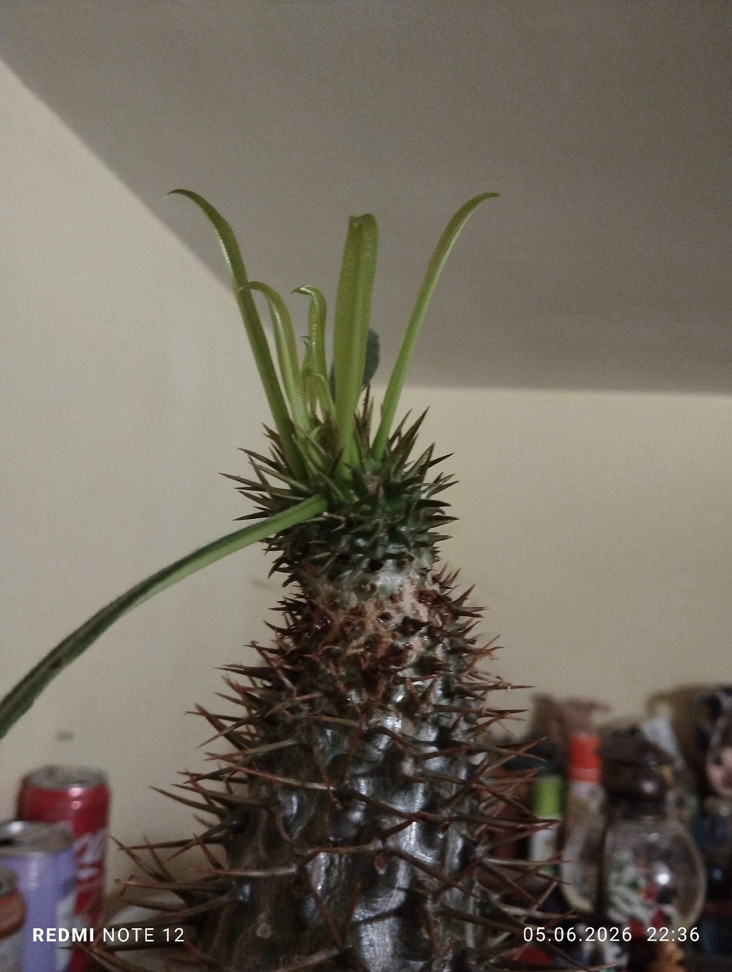 The image displays an indoor scene primarily featuring a tall, spiny plant, likely a *Pachypodium lamerei*, positioned centrally. The plant's trunk is dark gray with prominent, sharp, reddish-brown spines arranged in vertical rows. Towards the upper section of the plant, new, bright green, elongated leaves are unfurling and growing upwards. A single, longer green stem or leaf extends horizontally to the left from the plant's mid-section. A white, possibly powdery or textured substance, is visible on the upper trunk just beneath the new leaf growth.
In the blurred background to the left, two beverage cans are partially visible. The upper can is predominantly red, and the lower can is purple and silver. The text "REDMI NOTE 12" is superimposed in white in the bottom-left corner of the image.
The background to the right of the plant is also blurred, revealing several indistinct objects on what appears to be a shelf or surface. These include various bottles and containers, one with an orange top, and hints of small decorative items or figurines. The text "05.06.2026 22:36" is superimposed in white in the bottom-right corner of the image, indicating the date and time.
The wall behind the plant is a plain, light beige or off-white color. A subtle shadow or discoloration is visible on the upper-left portion of the wall. No individuals are present in the frame. The image does not contain any visual identifiers or information that would allow for specific localization to the city of Burgas, Bulgaria.