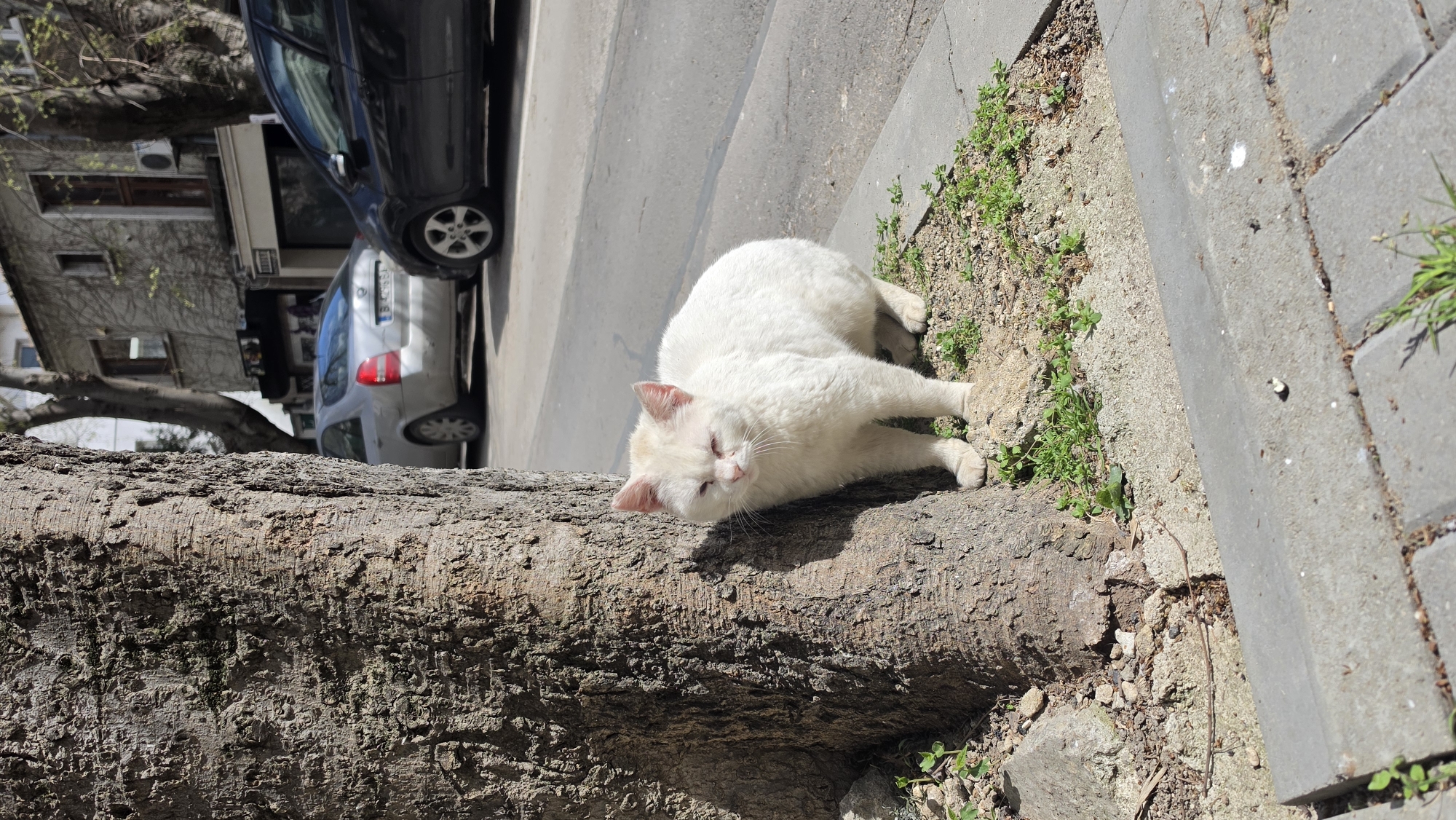 A white cat is lying on a tree trunk next to a sidewalk in Varna, Bulgaria. The sidewalk is made of grey pavement blocks, and there are patches of green grass growing beside it. A street with parked cars is visible in the background, along with a building. The day is sunny, casting shadows on the scene.