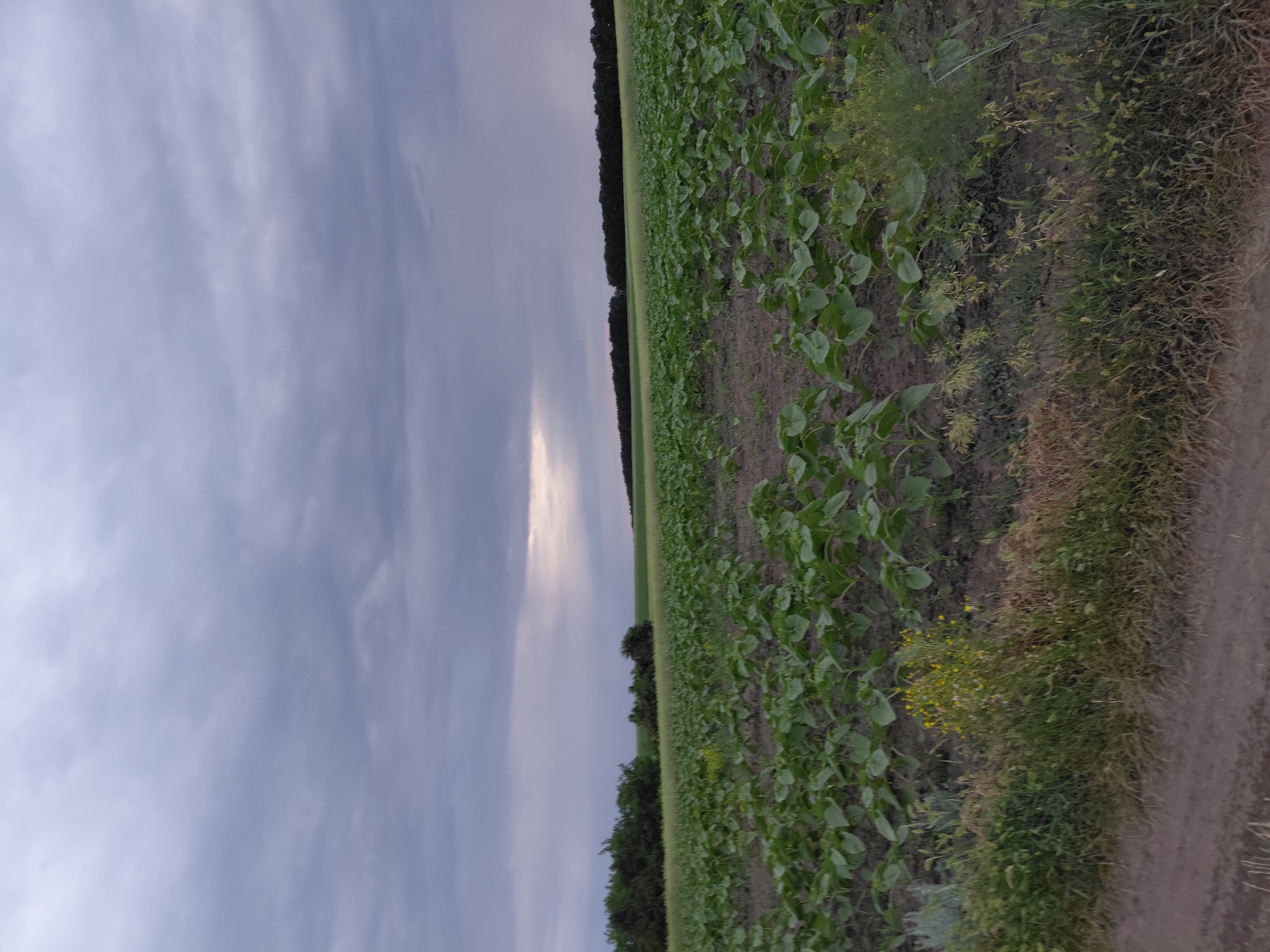 The image shows a vast field of young sunflower plants stretching towards a distant treeline under a cloudy, overcast sky. The field is predominantly flat, with rows of green, leafy plants cultivated in dark soil. In the foreground, to the left, there is a dirt path bordering the field, with some sparse dry grass and a small cluster of yellow wildflowers growing along the edge. The treeline in the distance appears dense and dark, likely a forest. The sky is filled with heavy, dark gray clouds, with a faint sliver of brighter light breaking through in the upper center of the frame, suggesting the presence of the sun behind the clouds or an opening in the cloud cover. The overall impression is of a rural agricultural landscape in Ustyvytsia, Ukraine, prior to or during a potential rain shower. There are no people or animals visible in the image.
