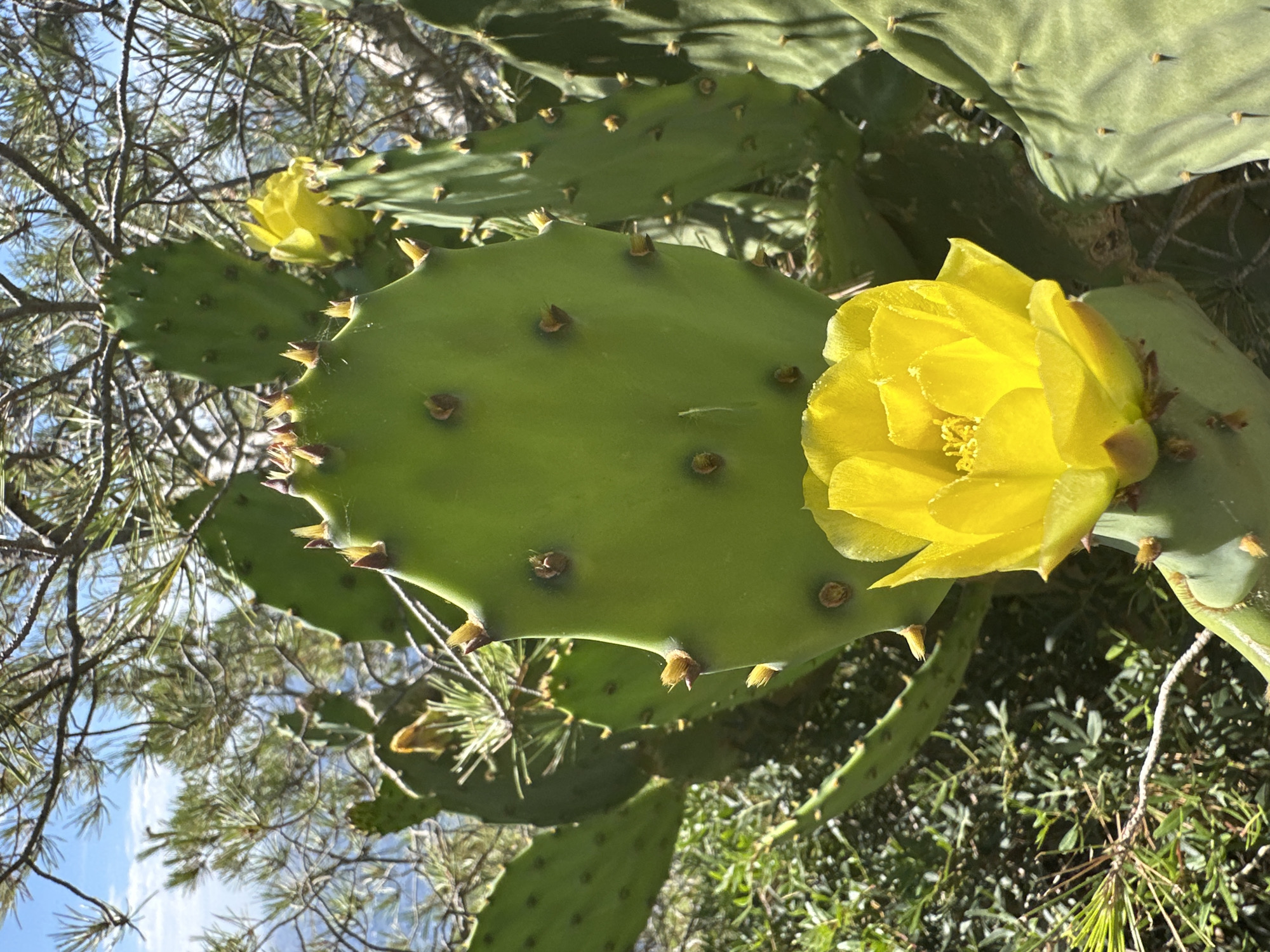In Hyères, France, a close-up shot captures a vibrant prickly pear cactus in bloom. The bright green pads, adorned with small clusters of sharp spines, dominate the foreground. A prominent, radiant yellow flower, with delicate petals and a textured center, unfurls from a lower pad, drawing the viewer's eye. In the background, the soft blue sky peeks through the branches of a pine tree, suggesting an outdoor, possibly coastal, setting. The surrounding vegetation is a blur of greens and browns, indicating a natural landscape. No people are present in the scene.