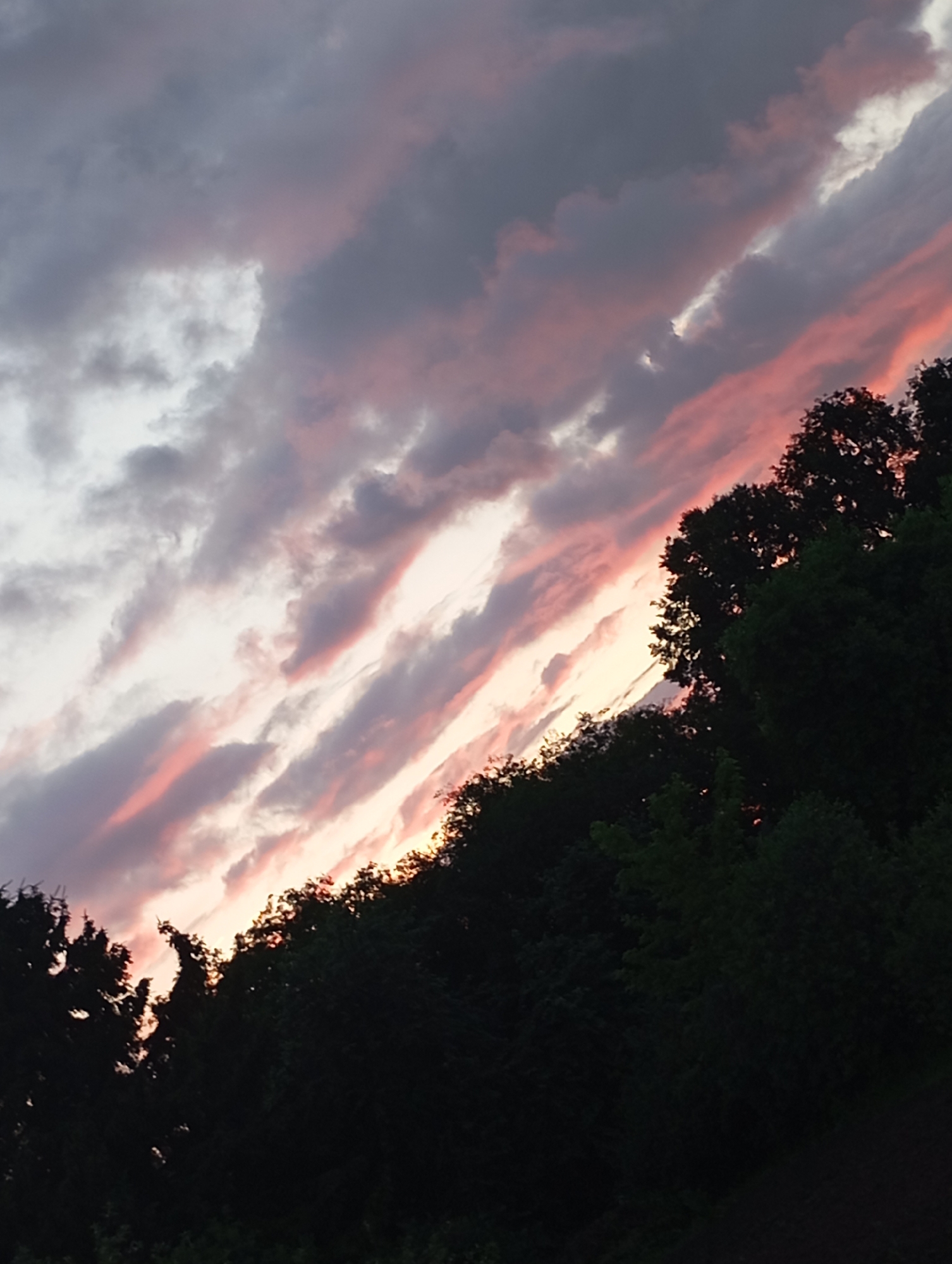 The image depicts a silhouetted treeline against a dramatic sky in the city of Fokino, Russia. The sky is filled with elongated clouds, some tinged with pink and orange from the setting sun, creating a striking contrast with the darker, greyer clouds. The trees are densely packed and appear lush, with their dark forms occupying the lower portion of the frame and rising towards the sky. The overall impression is one of a natural landscape illuminated by the atmospheric conditions of dusk.