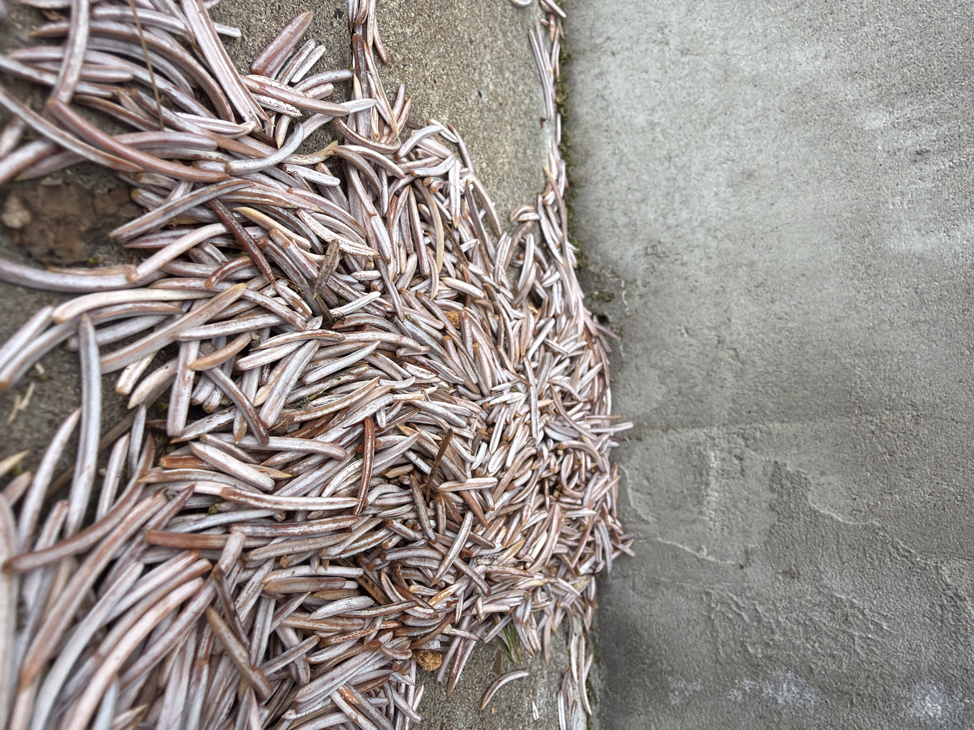 A dense accumulation of dried, elongated organic matter is the primary subject of this image. These pieces are slender, curved, and appear to be brittle, exhibiting colors ranging from pale grey and off-white to reddish-brown and dark brown. They are scattered and interwoven, forming a thick, irregular mass piled against the base of a concrete structure.
The scene depicts an outdoor setting where this natural debris has gathered. The debris is predominantly located on a horizontal, light grey, textured concrete surface in the foreground, and it extends upwards against a vertical, darker grey concrete wall on the right side of the frame. The concrete surfaces show variations in texture and color, indicating age or weathering.
No specific activity or event is taking place; the image captures a static arrangement of fallen natural material. The lighting is diffused, suggesting either an overcast day or shade, as no harsh shadows are visible. The overall mood is quiet and observational. No people or animals are present, and there is no visible text. Given the location context of Chaikovsky, Russia, these elongated objects are highly likely to be dried conifer needles from fir or spruce trees, common in the region's forests.
