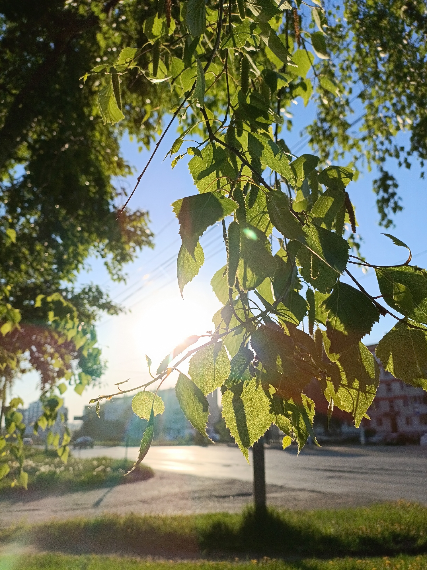 A street scene in the city of Chaikovsky, Russia is viewed through the leaves of a birch tree bathed in bright sunlight. The leaves, a vibrant green, hang downwards and are illuminated by the sun which is partially obscured. The branches of the tree are also visible, along with the cylindrical tree trunk. Beyond the tree, a paved road stretches into the distance, its surface reflecting the sunlight. On either side of the road, green grass verges are visible. Further back, indistinct buildings are seen, indicating an urban environment. Above, a clear blue sky is visible. Power lines also traverse the sky. The overall impression is one of a sunny, urban setting.