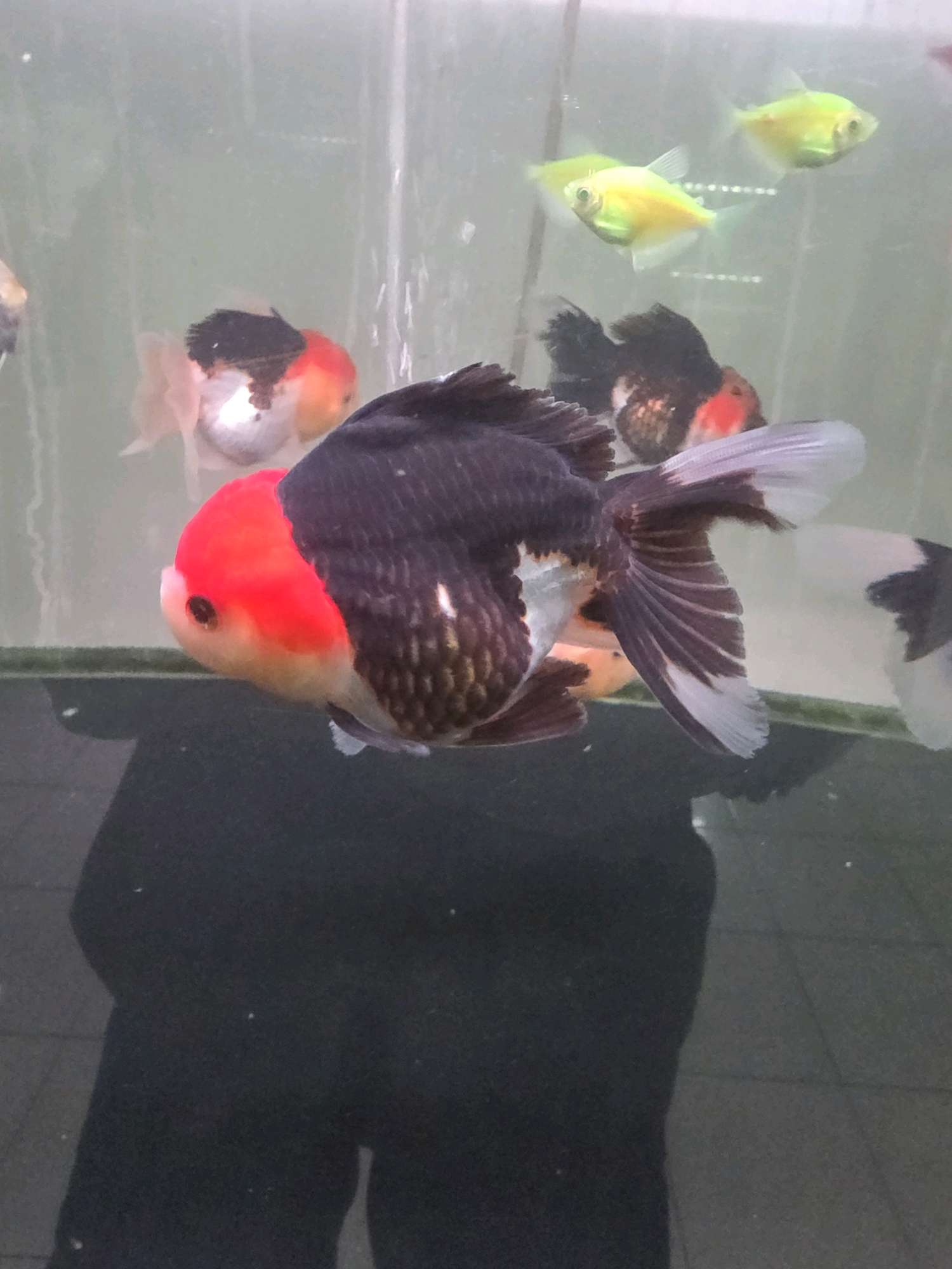 A black and red goldfish is swimming in a tank. The goldfish has a red head and a black body with white and dark purple fins. There are other fish in the tank, including some bright yellow fish and a black and white fish. The tank appears to be in an aquarium or a pet store. The background is blurry and appears to be a wall. The image is taken from a slightly low angle, with the goldfish in the foreground. The reflection of a person is visible in the bottom of the tank. The fish are swimming in clear water, and the lighting is bright. This image was taken in Tanjung Pinang, Indonesia.