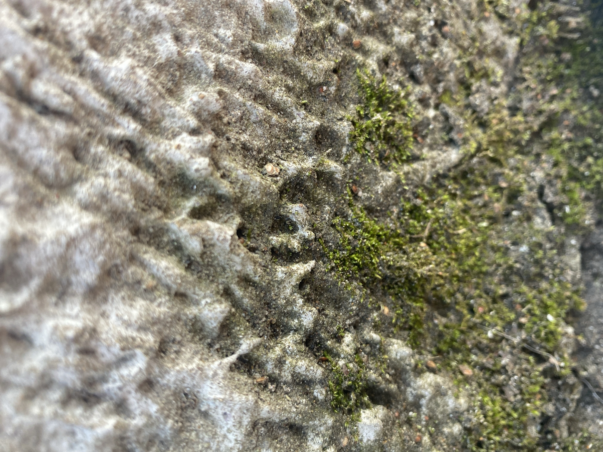The image shows a close-up of a textured surface, likely concrete or stone, with a combination of gray and white coloration. The texture appears ridged and pitted. Green moss is growing on part of the surface. The location is unknown, although there may be a relationship to the city of Perm, Russia.