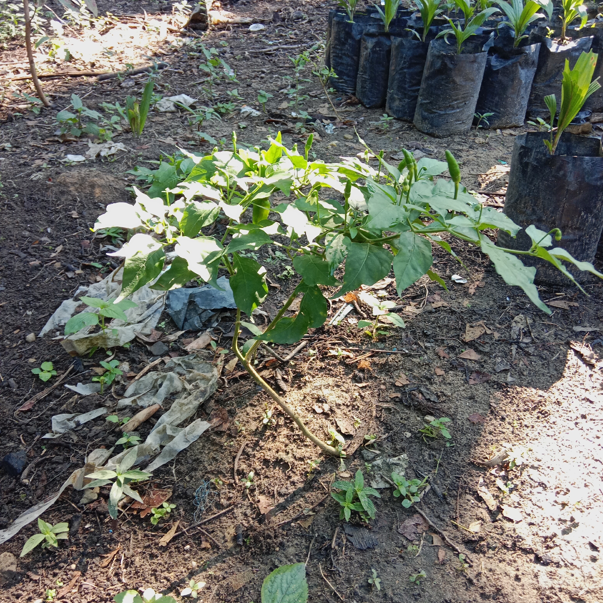 A medium shot shows a small chili plant with green peppers growing in the dirt. The plant is in the foreground, with a row of black plastic bags containing other plants in the background. The ground is covered with dirt, dry leaves, and some scattered pieces of white plastic. The scene is illuminated by sunlight, casting shadows on the ground. The location is identified as Unknown, Indonesia.