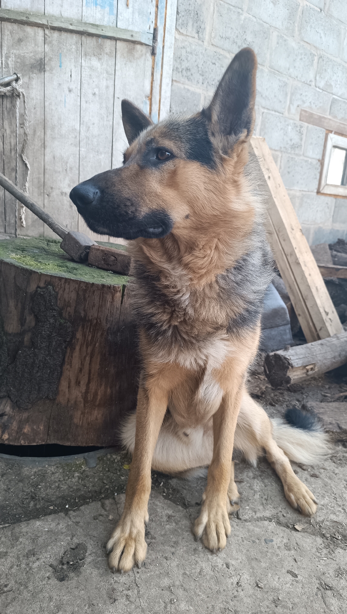 A German Shepherd dog sits on a concrete surface, its gaze directed to the left of the frame. The dog has brown and black fur, with pointed ears and a black nose. Behind the dog, a large wooden stump is visible, topped with a mossy surface and a metal tool. To the right of the stump, a wooden door with weathered blue and white paint stands partially open. In the background, a brick wall is present, with a small framed object that appears to be a mirror. Scattered logs and wooden planks are also visible in the surrounding environment. The scene suggests an outdoor setting, possibly a yard or a rural area. The image does not provide enough information to determine a specific location within the city of Karsha, Russia, or any specific actions or interactions.