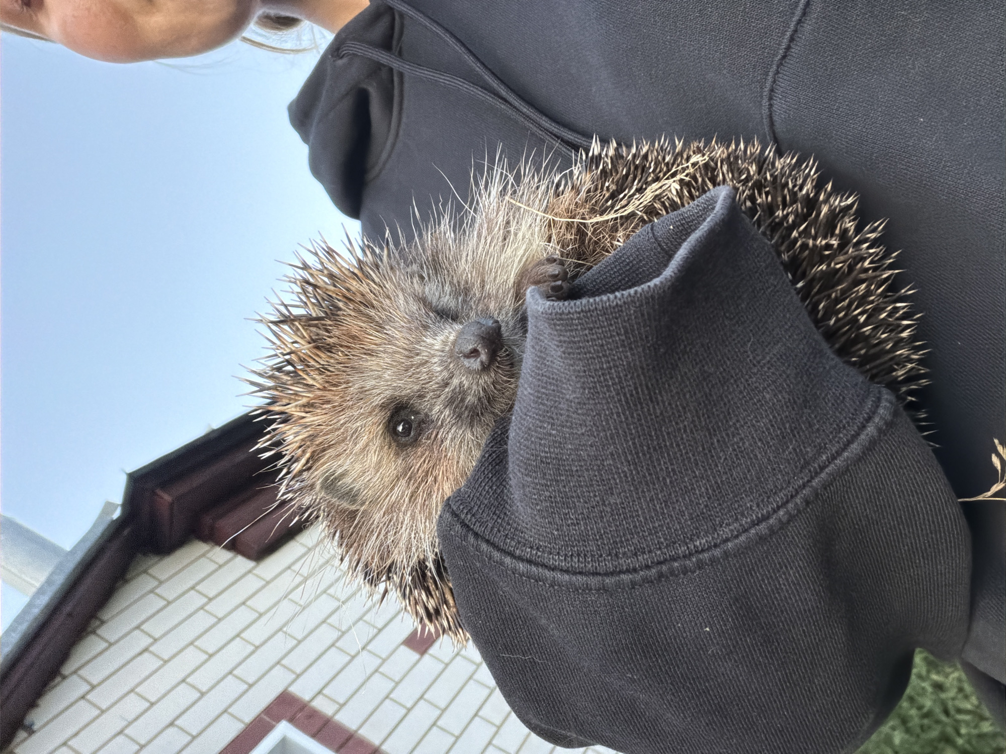 A person, partially visible on the right side of the frame, is holding a hedgehog cradled in their arm within the sleeve of a black hooded sweatshirt. The hedgehog is positioned towards the center of the image, facing the viewer with its dark eyes and pointed snout visible. Its quills are bristling, and some strands of grass are visible around it. In the background, the side of a building with white brickwork and a dark-trimmed roof is visible, against a clear blue sky. The scene appears to be outdoors in a residential area, possibly a backyard or street in Петряксы, Russia.