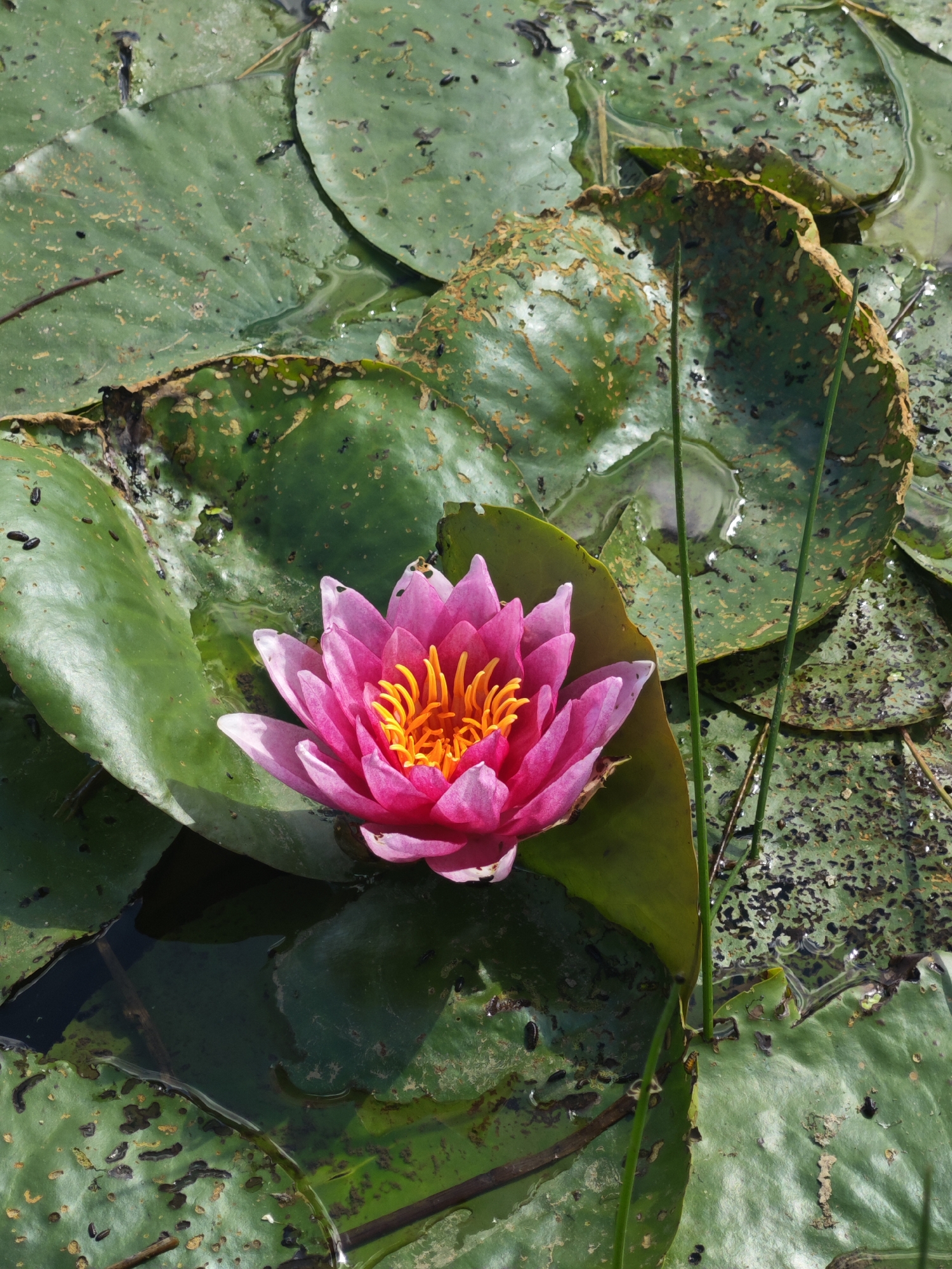 A pink water lily with yellow stamens is in full bloom, centered on the surface of dark water. It is surrounded by large, green lily pads, some of which are partially submerged and show signs of decay, with brown edges and speckled discoloration. Several thin, green stems rise vertically from the water among the lily pads. The scene is likely a pond or slow-moving body of water, possibly within the natural landscape of Пятрышкаўскі сельскі Савет, Belarus, given the typical flora found in such regions. The lighting suggests it is daytime, with sunlight creating reflections on the water's surface.