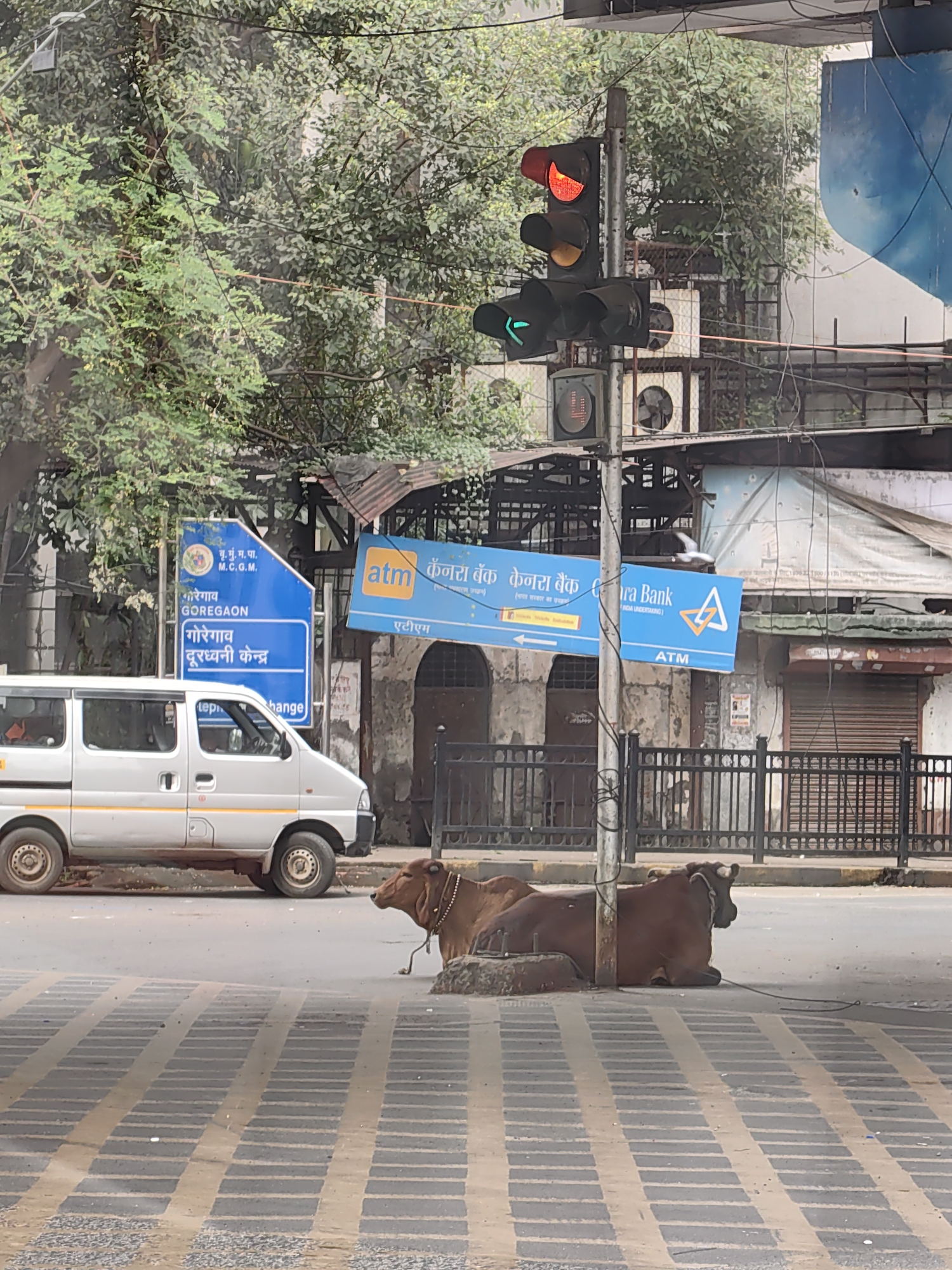 The image captures a street scene in Goregaon, Mumbai, India. A traffic light displays a red light and a green arrow, indicating changing traffic conditions. In the foreground, two cows are lying down on the side of the road, one of them tethered to a pole. A silver van is parked to the left. Overhead, signs for "GOREGAON" and "Canara Bank ATM" are visible. The environment appears to be an urban street with buildings and trees in the background, suggesting a typical day in a bustling city.