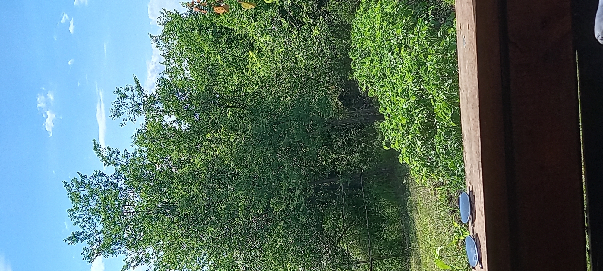 The image displays an outdoor scene in Kryvyi Rih, Ukraine, characterized by lush green vegetation under a clear sky. The perspective is from an elevated position, looking outwards over a densely planted area.
The upper approximately one-third of the frame shows a bright, light blue sky with widely scattered small, white cumulus clouds, indicating a clear, sunny day.
The mid-ground and background are dominated by an extensive array of green foliage. A large, mature deciduous tree with a dense canopy of vibrant green leaves stands prominently in the left and central background. Other trees and thick undergrowth, displaying various shades of green, fill the remaining background space. Towards the far right, a plant with distinct reddish-brown leaves is partially visible, contrasting with the predominant green. A series of dark, thin horizontal lines, resembling wires or a multi-strand fence, are faintly discernible through the tree cover in the mid-background. In the lower mid-ground, a patch of light green grass or sparse ground cover is visible, with a single small, light green plant on the far left. Directly in front of this, a dense, uniform mass of vibrant green, leafy plants occupies a significant portion of the lower right and central mid-ground.
The immediate foreground is occupied by a horizontal wooden railing or beam, dark brown and appearing weathered, extending across the entire width of the bottom section of the image. Resting on the top surface of this railing, towards the left, is a pair of sunglasses. The sunglasses feature dark, oval-shaped lenses and thin, metallic frames, and are positioned unfolded with the arms extending towards the right. No individuals, animals, or discernible human activity are present within the captured scene.