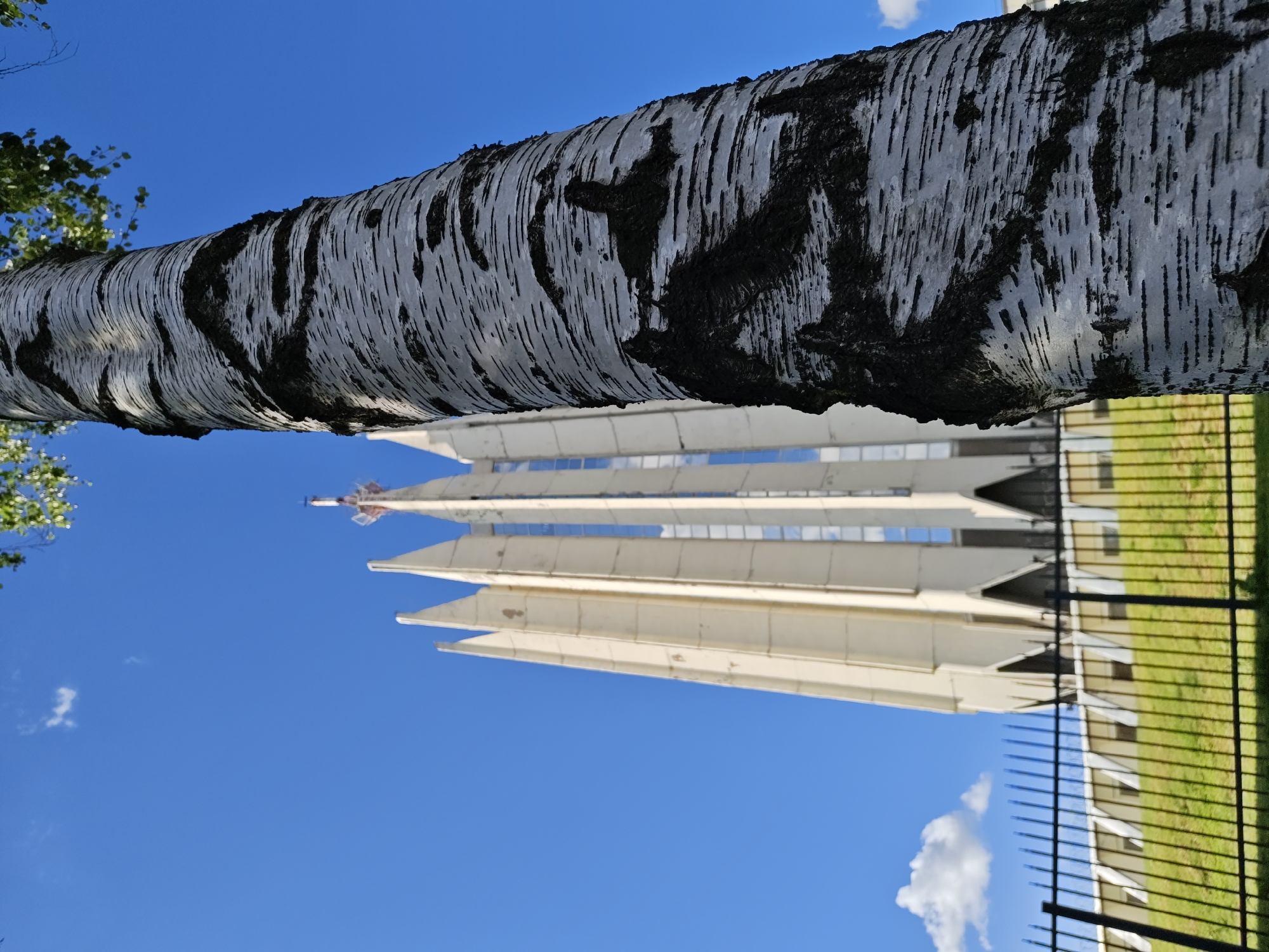 The image captures a close-up of a birch tree trunk in the foreground, its distinctive white and black bark sharply in focus. Behind the tree, a modern, pale yellow, angular building rises against a clear blue sky with a few wispy white clouds. The building has a distinctive crown-like top with pointed spires. A black metal fence runs horizontally across the middle ground, separating the viewer from a grassy slope leading up to the building. The setting appears to be an outdoor urban environment. The building's architectural style suggests it could be from the Soviet era, possibly a telecommunications tower or a government building. Given the architectural style and the mention of Saint Petersburg, this building could be the Television Tower of Saint Petersburg, a prominent landmark in the city.
