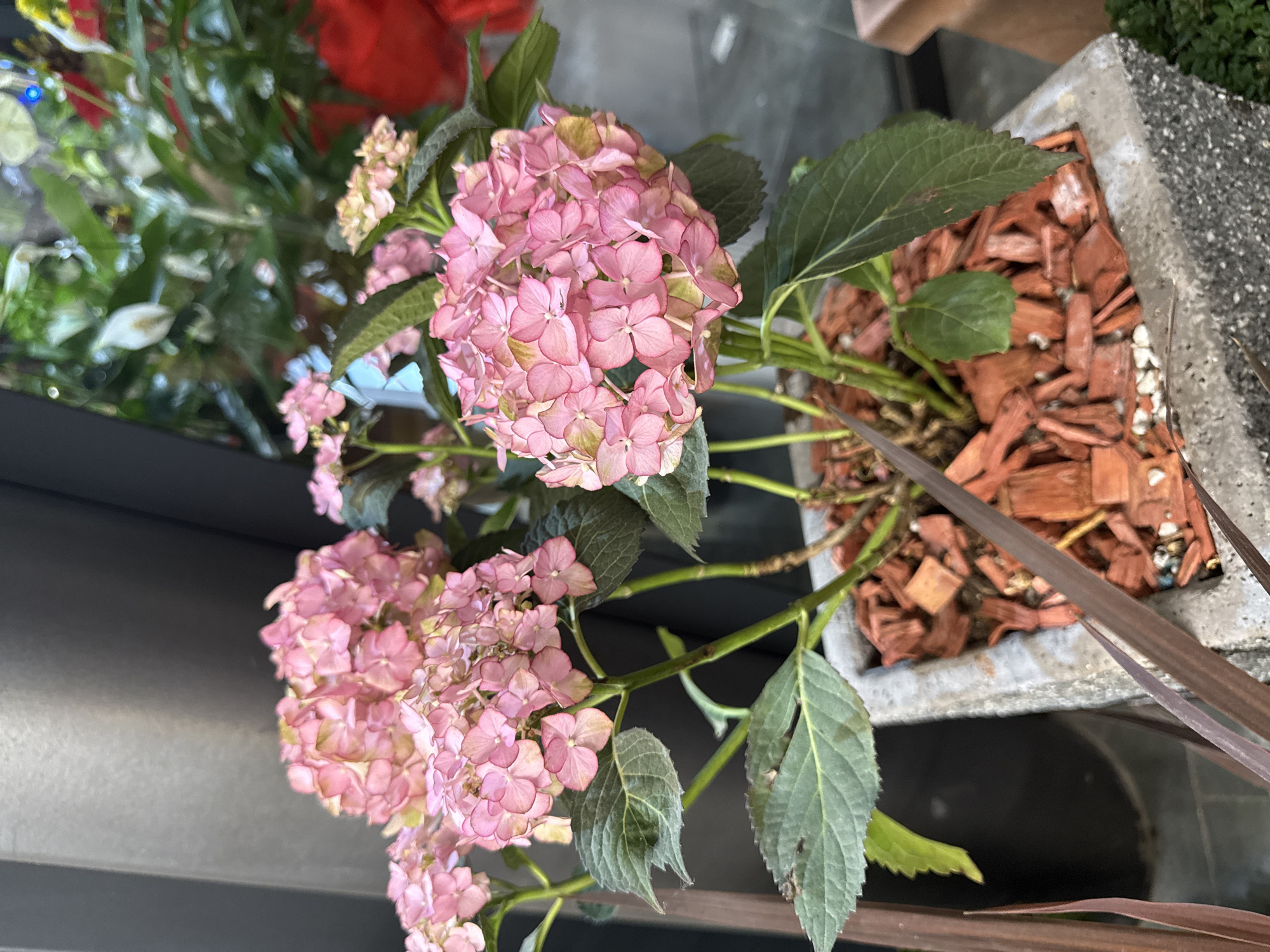 A potted plant with pink hydrangea blooms is displayed outdoors in the city of Ilidža, Bosnia and Herzegovina. The plant, in a rough concrete pot filled with reddish-brown mulch and white pebbles, features clusters of small, delicate pink flowers with green undertones and large, dark green serrated leaves. The background is blurred, showing hints of other plants and a dark, vertical structure. The overall scene suggests an outdoor setting, possibly a garden or patio area.