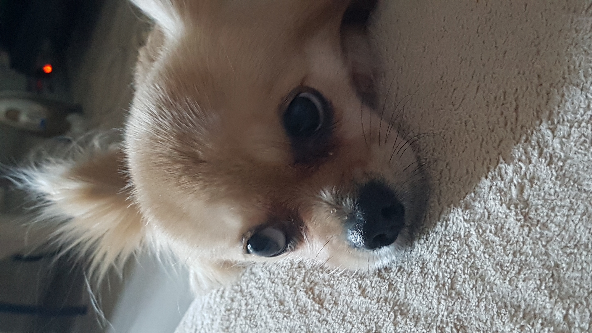 A close-up shot depicts a tan-colored, small dog with large, dark eyes resting its head on a light beige, textured surface. The dog's nose is black and slightly shiny. The background is blurry, but it appears to contain furniture and possibly a light source with a red light. The location is not discernible from the image.