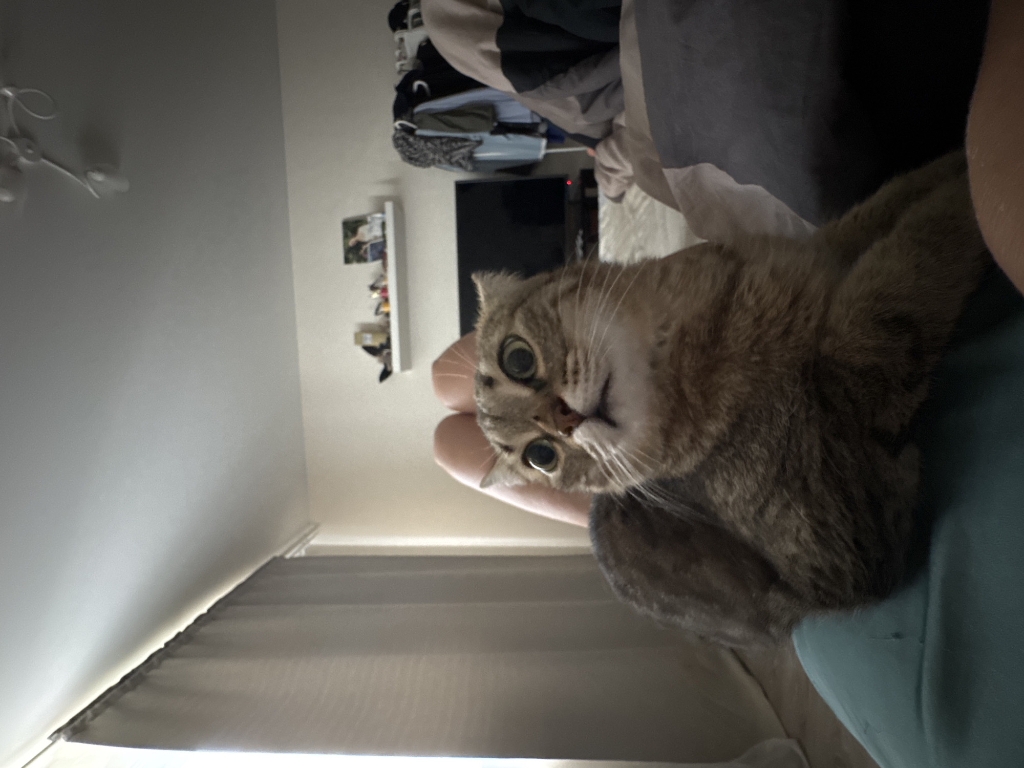 A tabby cat with wide, startled eyes is the primary subject in the foreground of this indoor scene. The cat is lying on a person's lap, which is covered by a teal blanket. The cat's fur is a mix of brown, black, and grey stripes. Behind the cat, a person's legs are visible, wearing light-colored shorts. Further in the background, there is a bed with pillows and blankets. A television is mounted on the wall, and above it, a white shelf displays several items, including what appears to be framed pictures and decorative objects. To the left of the television, a window is covered by sheer, light-colored curtains. A ceiling light fixture is visible in the upper portion of the image. The overall environment suggests a bedroom or living space. The image was captured in an indoor setting within the city of Chaikovsky, Russia.