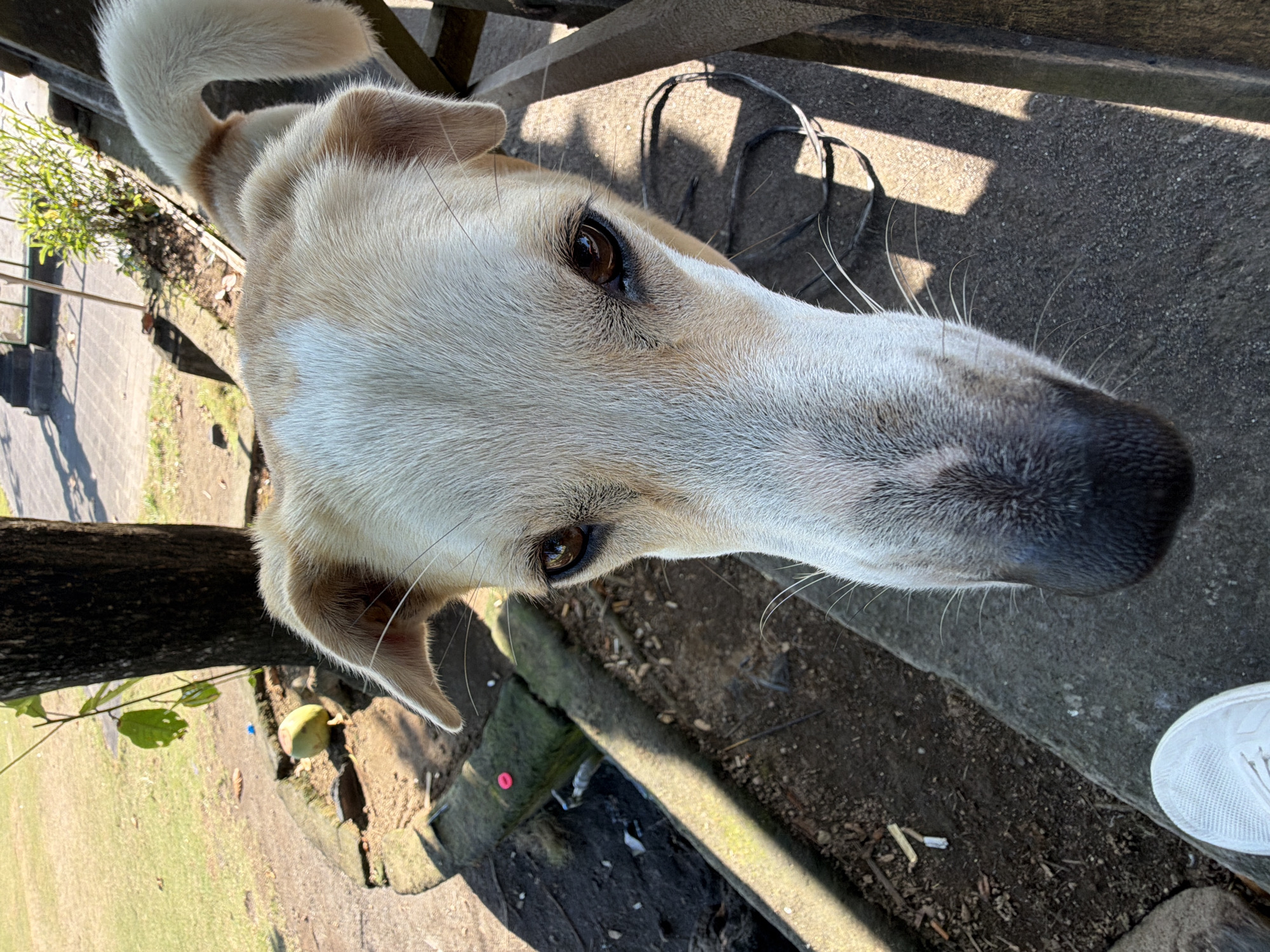 A close-up, eye-level shot captures the face of a light-colored dog looking directly at the camera. The dog has dark brown eyes, expressive ears, and a wet, black nose. Its fur is a mix of white and light brown, with distinct brown markings on its head and body. The dog appears to be outdoors, with a backdrop of green grass, a tree trunk, and a concrete structure. In the foreground, a white sneaker is visible, suggesting a human presence. The lighting indicates it is daytime, with shadows casting across the concrete. The overall scene suggests a casual, outdoor setting, possibly in a park or garden. The location is identified as Mengwi, Indonesia.