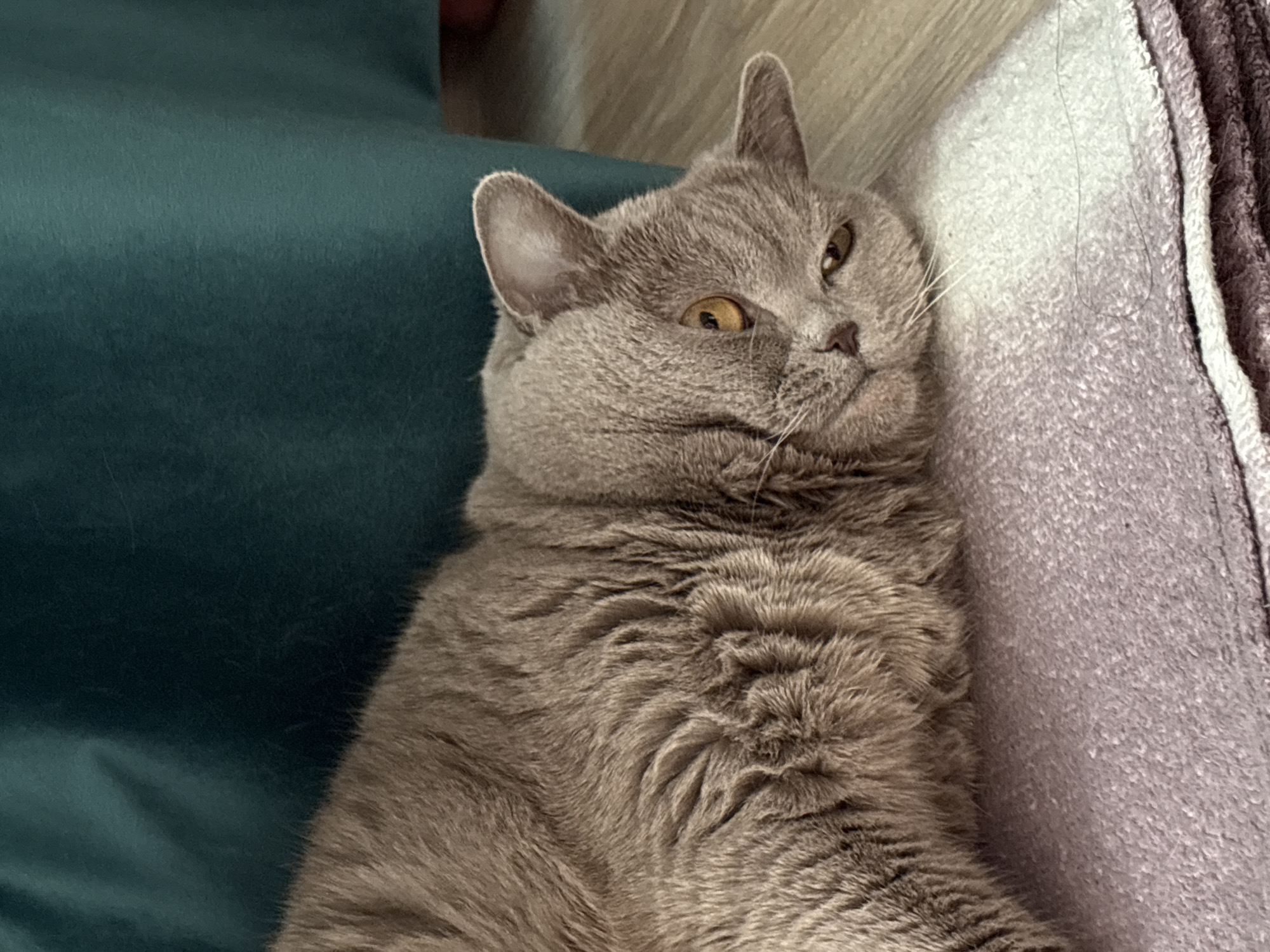 An indoor close-up shot features a grey (blue) British Shorthair cat resting comfortably. The cat, with its dense, plush fur and round face, is lying down with its head slightly elevated and tilted. Its amber-yellow eyes are partially open, looking towards the upper right of the frame, giving it a calm and perhaps curious or slightly sleepy expression. White whiskers are visible around its snout.
The cat is positioned between two distinct fabric surfaces. To its left, a dark teal or deep green fabric, possibly a cushion or blanket, provides a smooth contrast to its fur. To its right, a light grey or lavender-colored textured fabric, appearing to be a blanket or pillow, borders the cat's body. A hint of a lighter, possibly wooden or wall surface, can be seen in the background above the cat's head.
The image captures the cat in a relaxed state, highlighting its soft texture and distinctive eye color. There is no visible text in the image. This scene is set in Izhevsk, Russia.