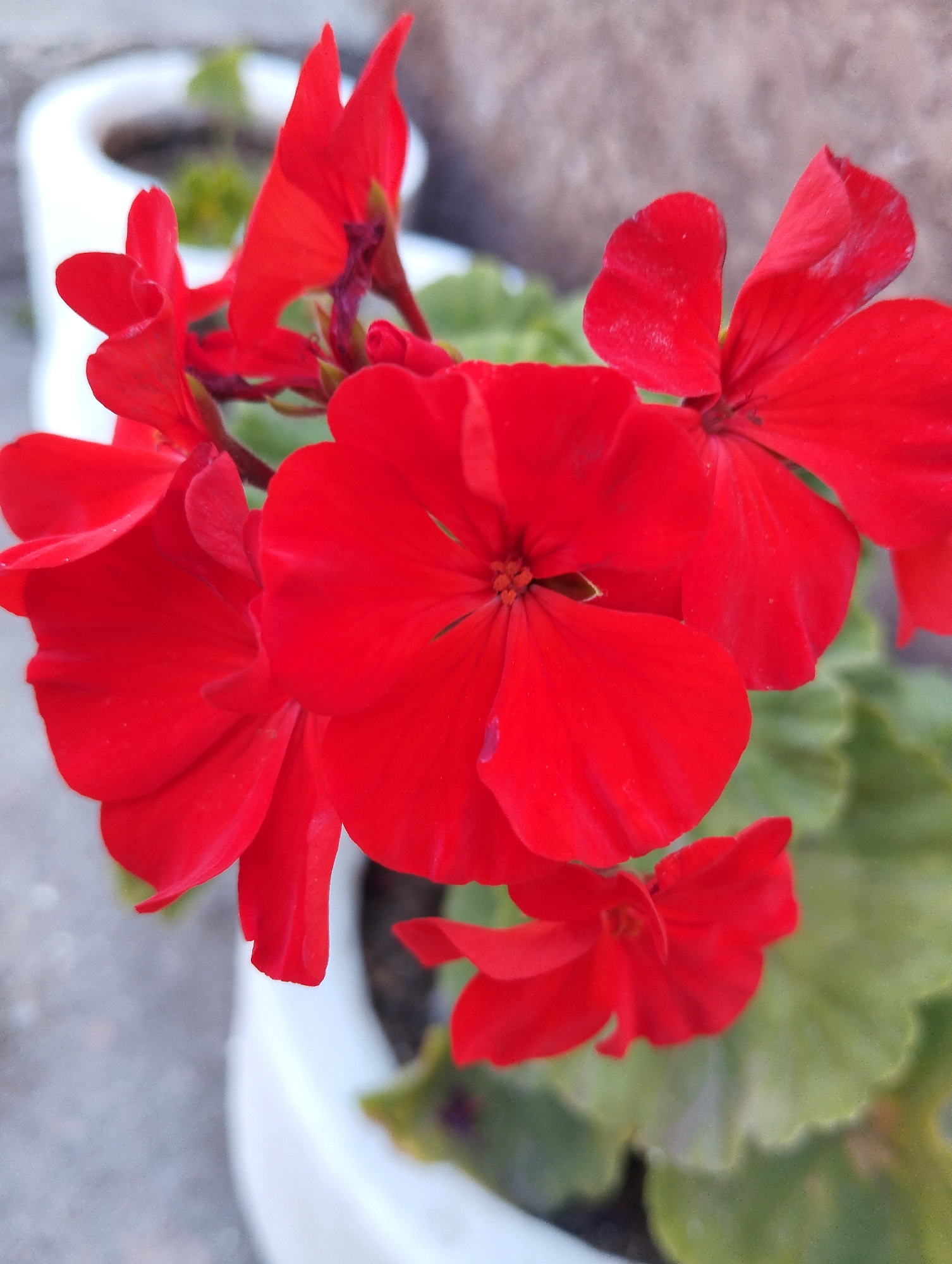 The image is a close-up, vertical, outdoor, eye-level shot of several bright red geranium flowers in bloom. The flowers are the primary subject, with a shallow depth of field. The petals of the flowers are delicate and slightly ruffled, with some visible veins. The centers of some of the flowers reveal their stamens. The flowers are clustered together, with some appearing more in focus than others. In the background, out of focus, are parts of white ceramic planters, green leaves, and a rough, textured surface that could be stone or concrete. The scene appears to be a garden or a decorative outdoor planting area. There are no people or animals visible in the image. The location is not specified within the image itself, and as such, it cannot be determined to be in Iskra, Kyrgyzstan.