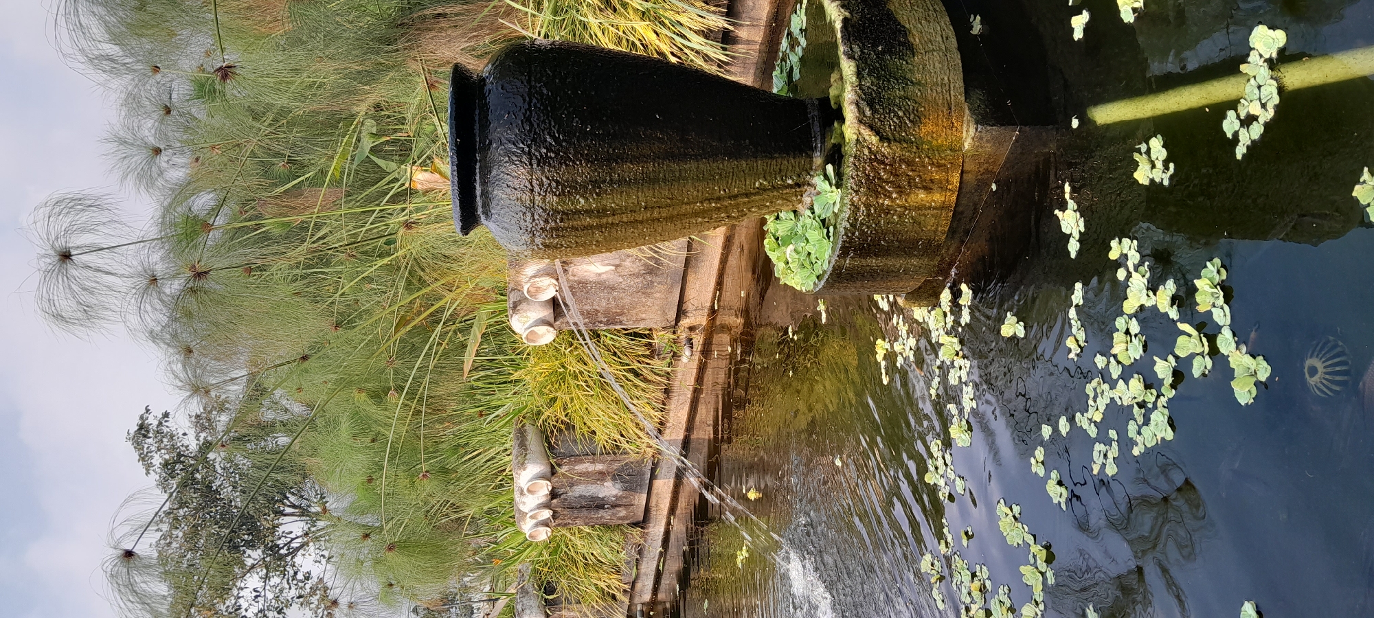 A fountain in a pond in Sleman, Indonesia, features a large black ceramic vase as the central element. Water spouts from three white pipes mounted on a weathered stone ledge, creating ripples in the dark water. The pond is partially covered with small, bright green lily pads. Behind the pond, tall, feathery green plants, possibly papyrus, reach towards a cloudy sky. The overall scene depicts a serene water garden.